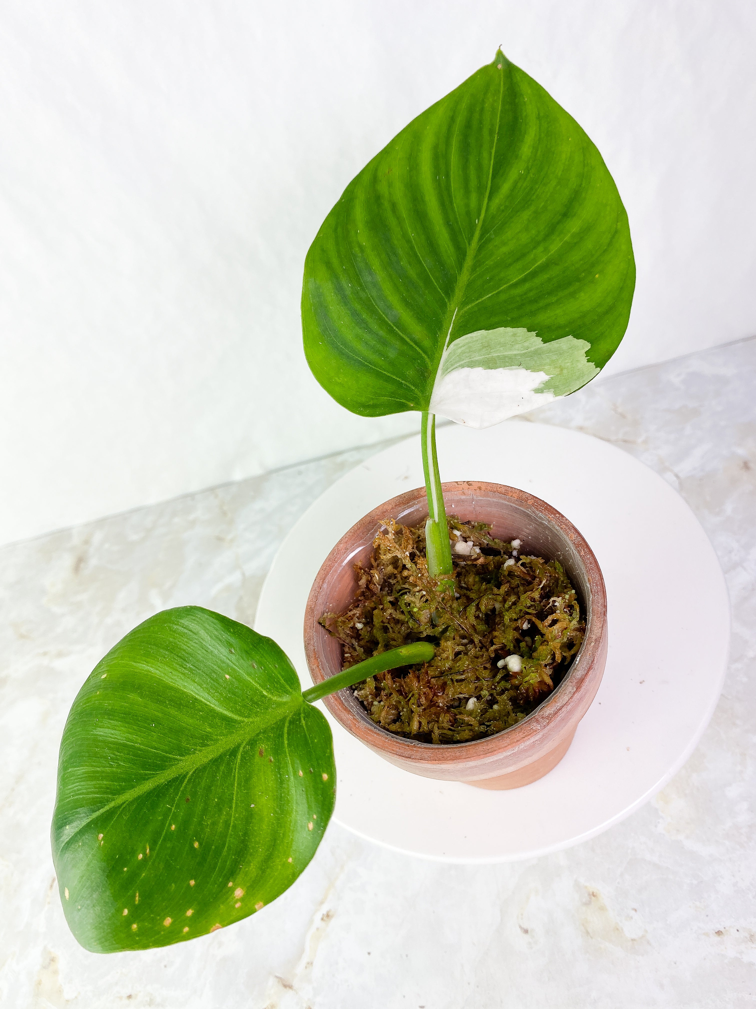 Philodendron White wizard Rooting 2 leaves