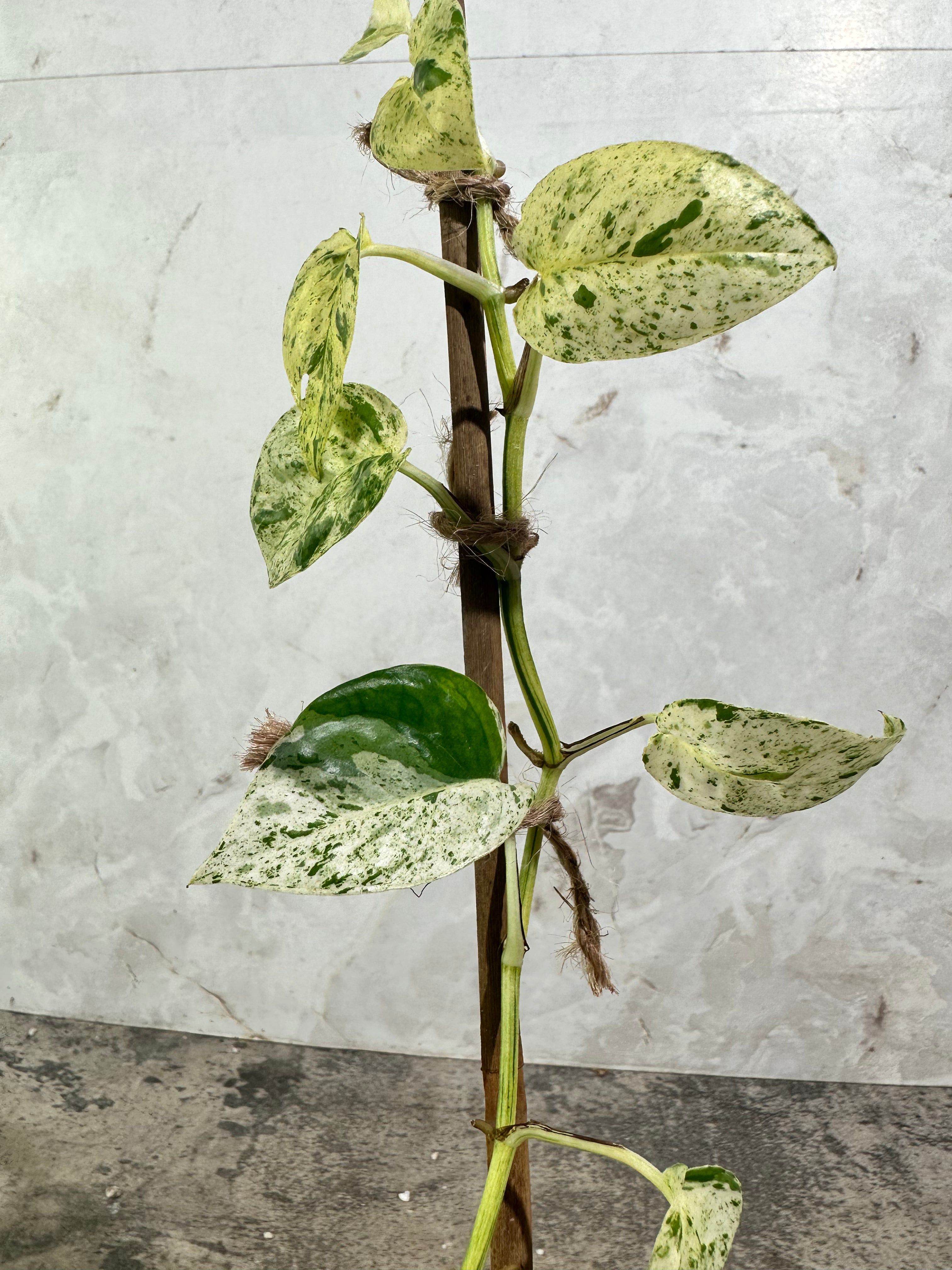 Private Sale: Epipremnum Pinnatum Marble