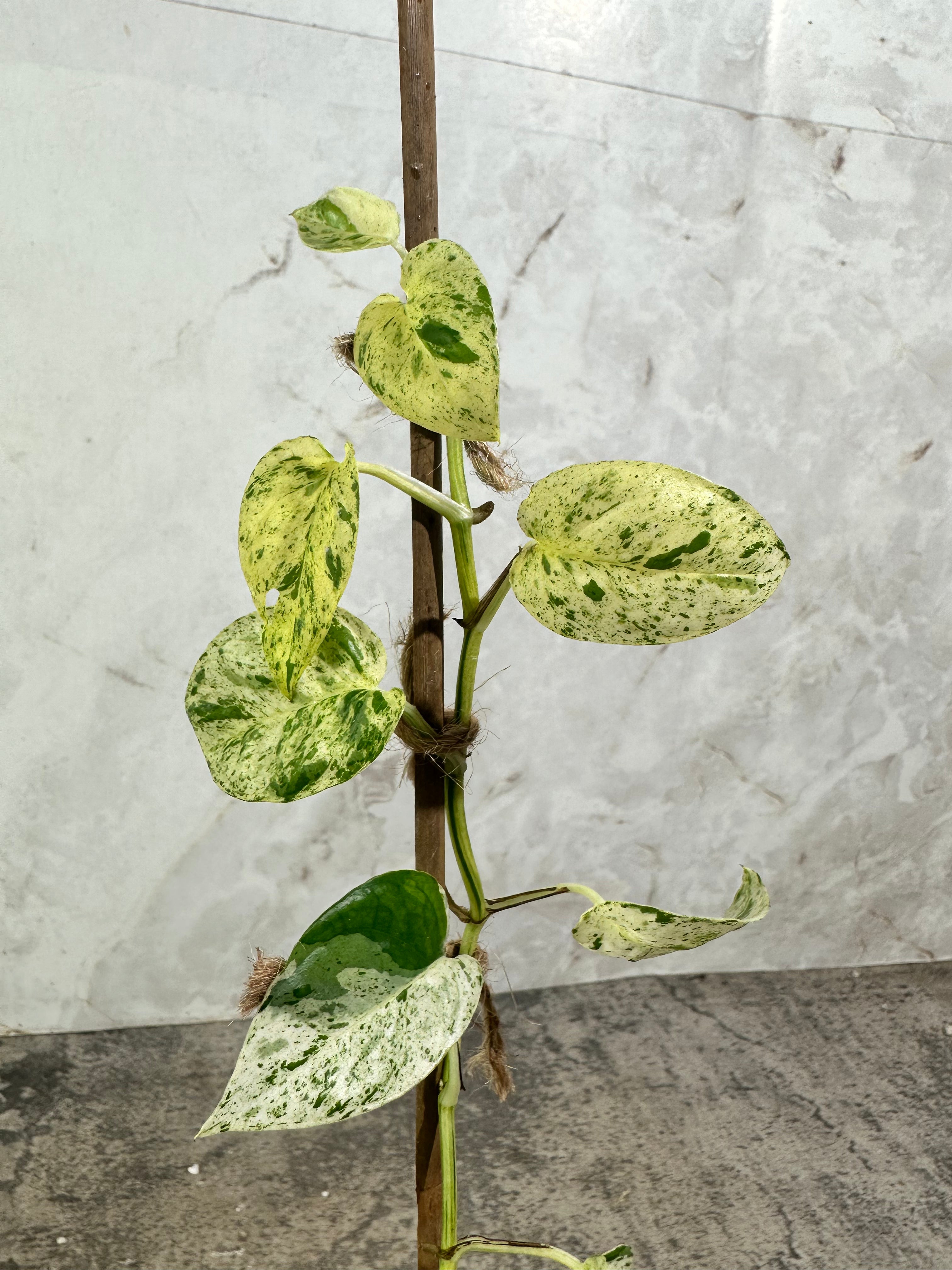 Private Sale: Epipremnum Pinnatum Marble
