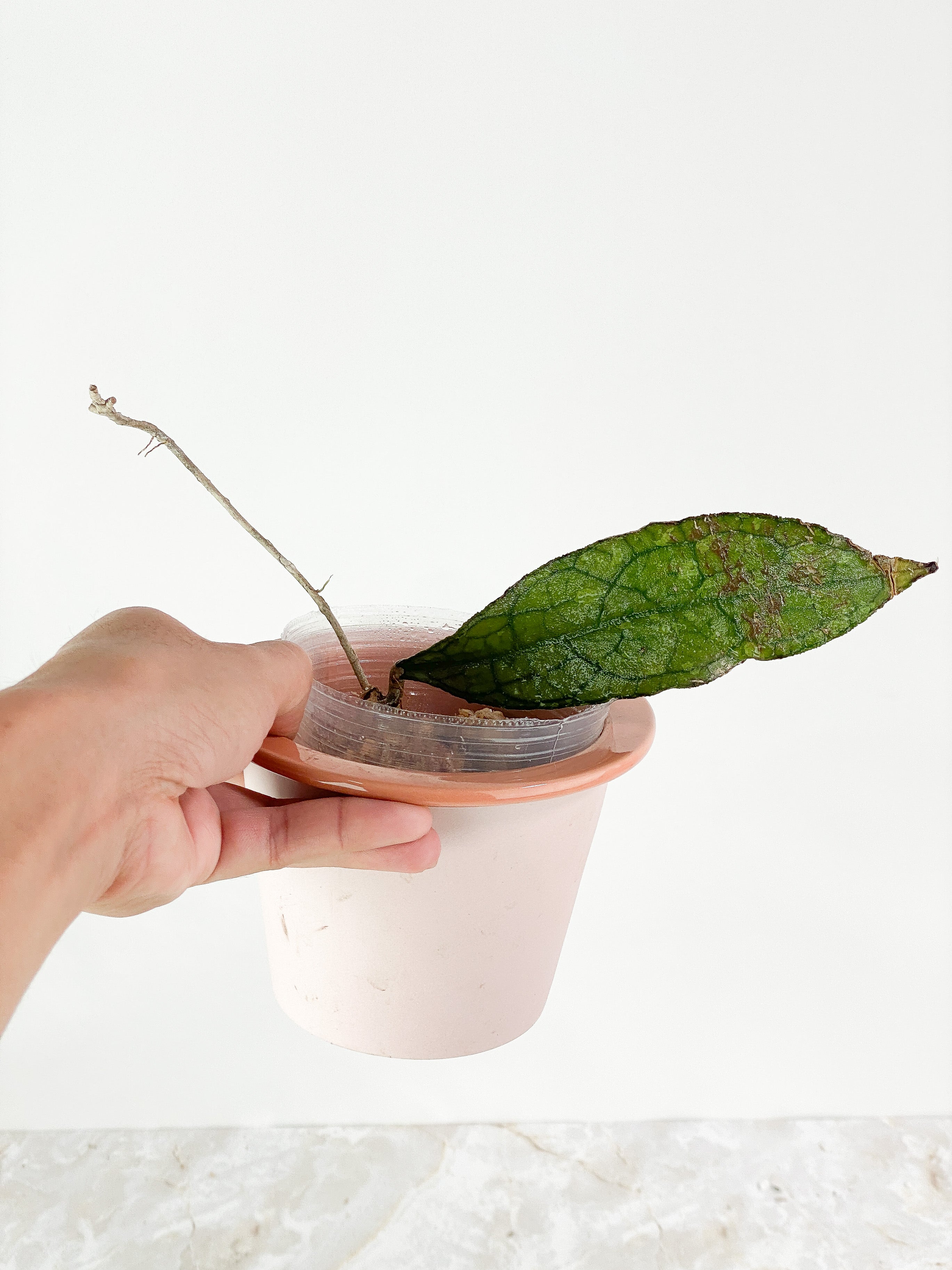 Hoya Clemensiorum 1 leaf Slightly rooted