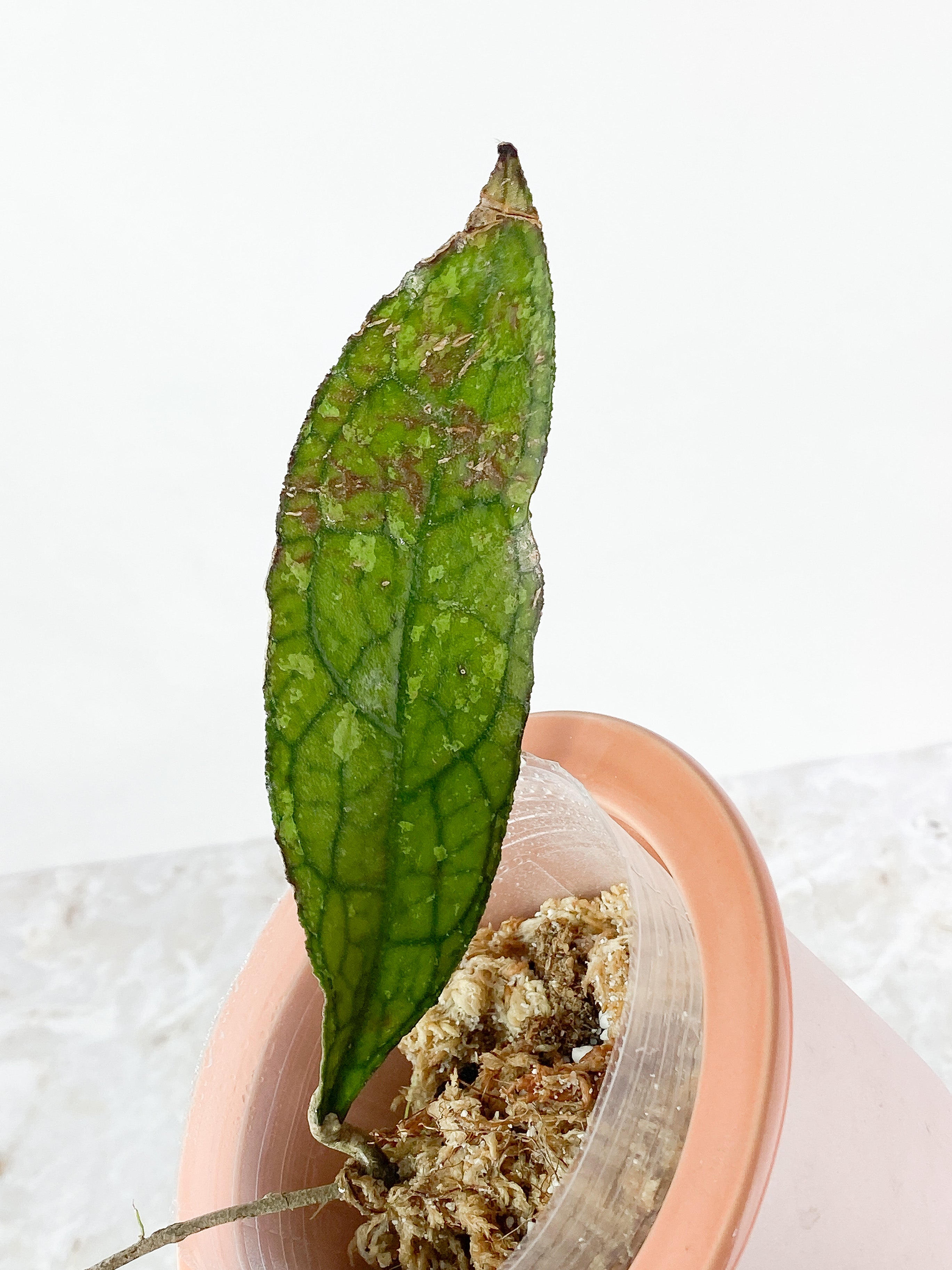 Hoya Clemensiorum 1 leaf Slightly rooted