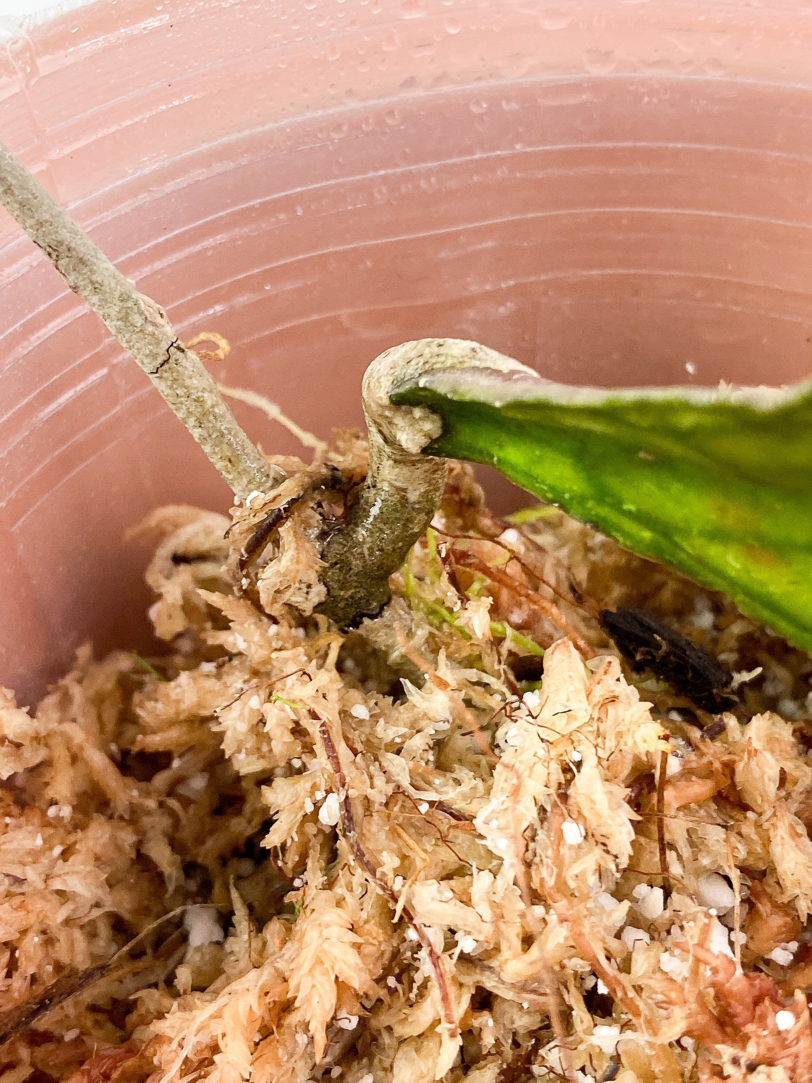 Hoya Clemensiorum 1 leaf Slightly rooted