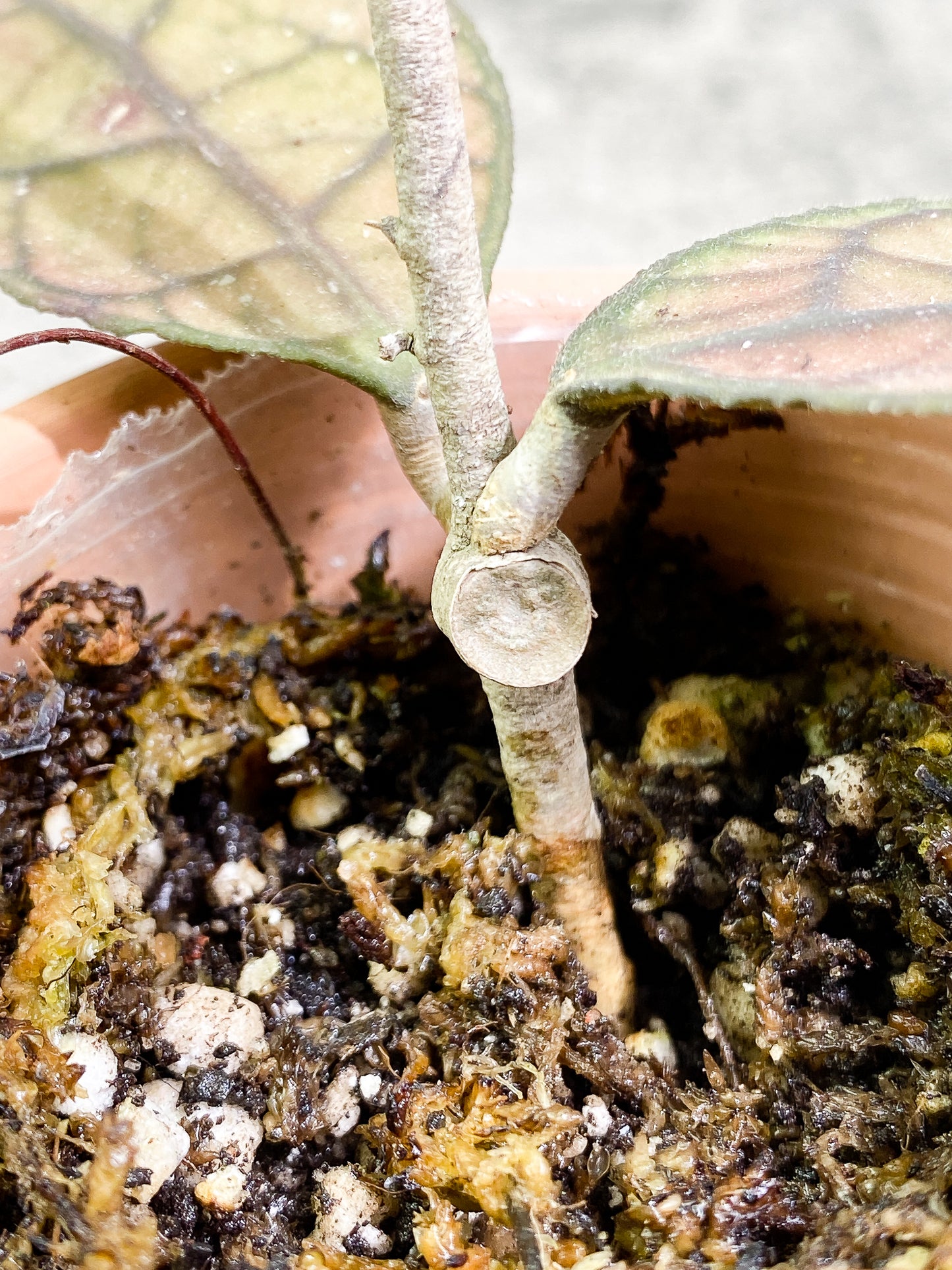 Hoya Clemensiorum 2 leaves Rooted Sunstressed