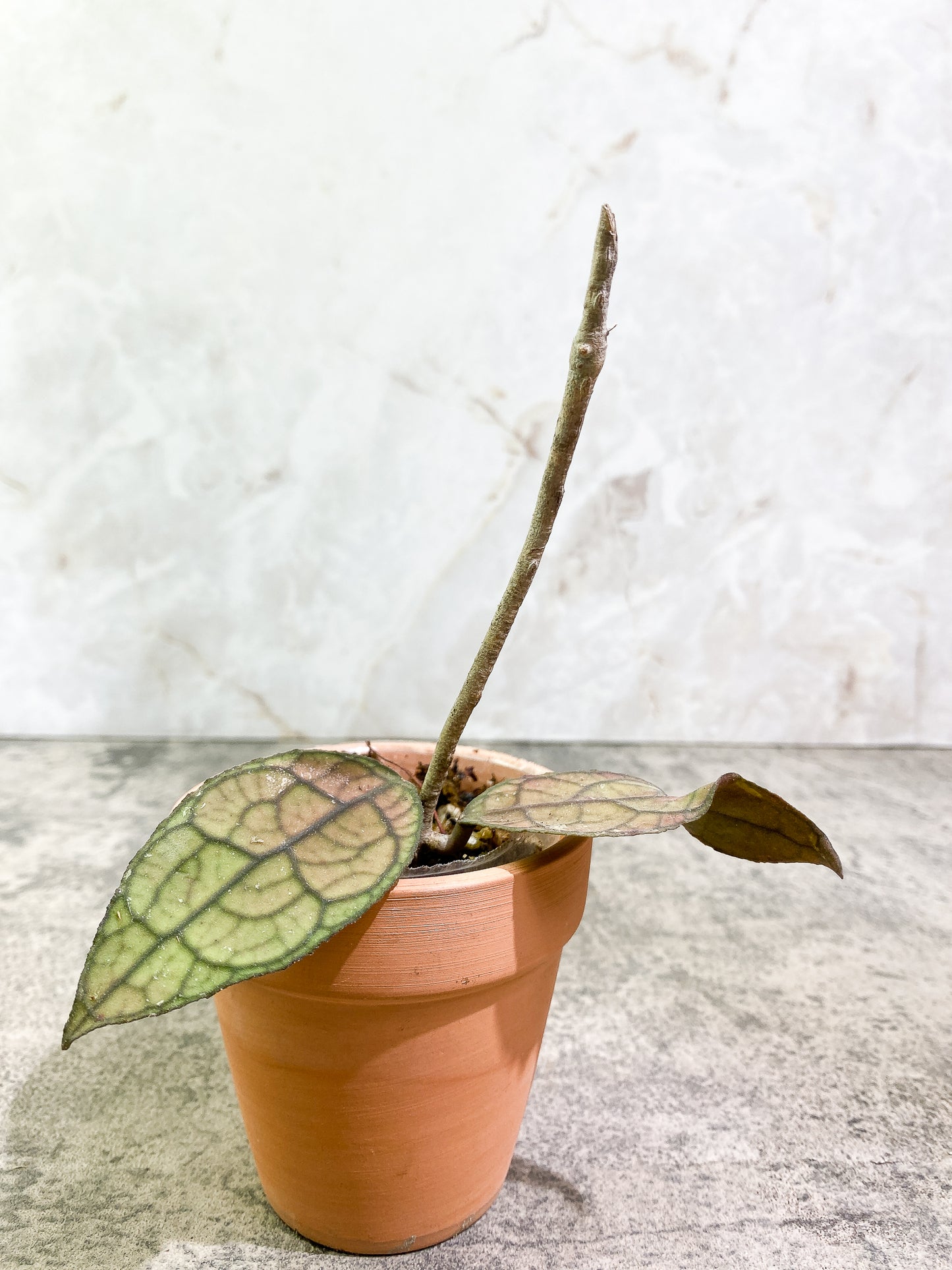 Hoya Clemensiorum 2 leaves Rooted Sunstressed