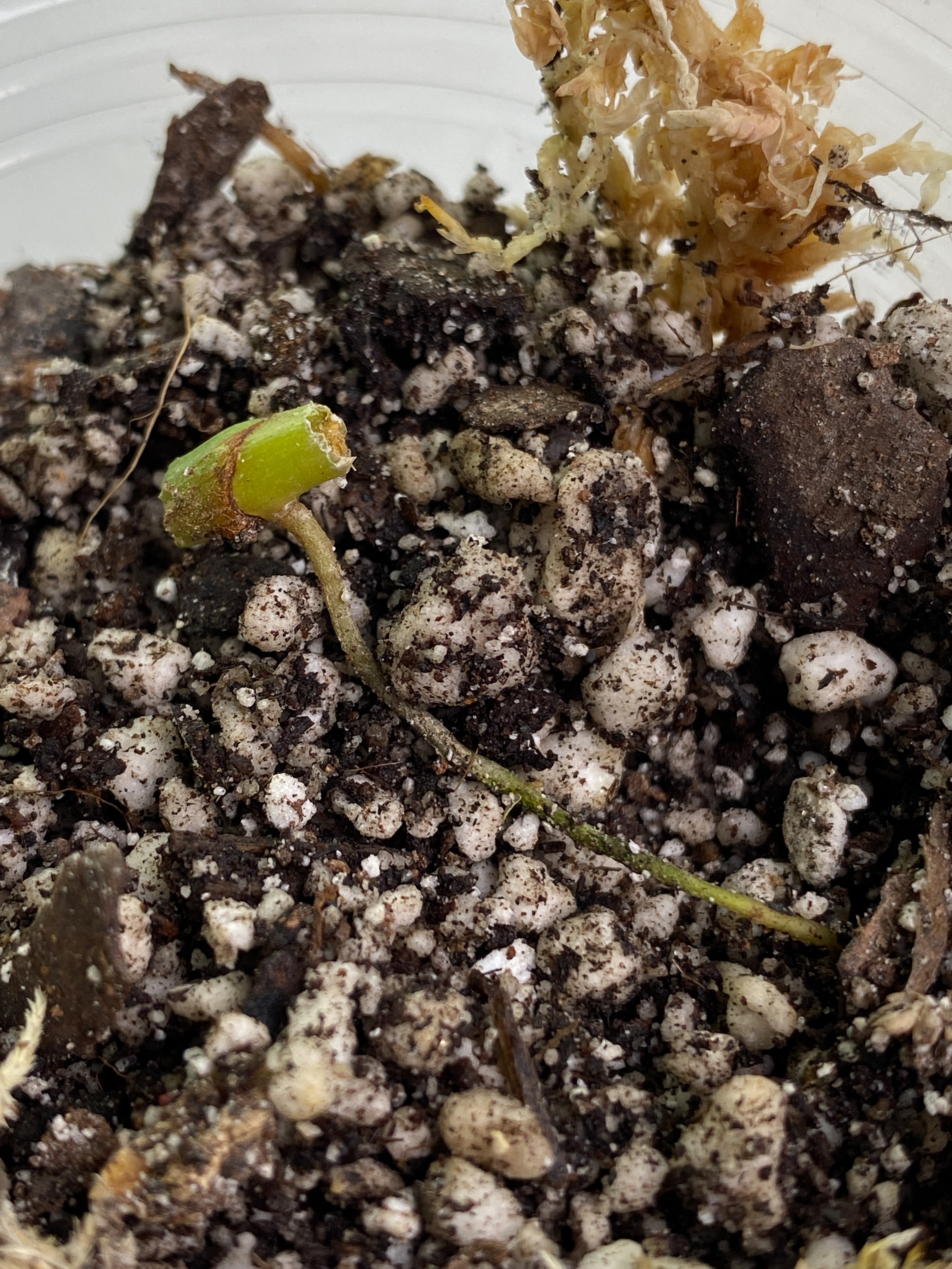 Growers choice: Philodendron ring of fire single node rooted