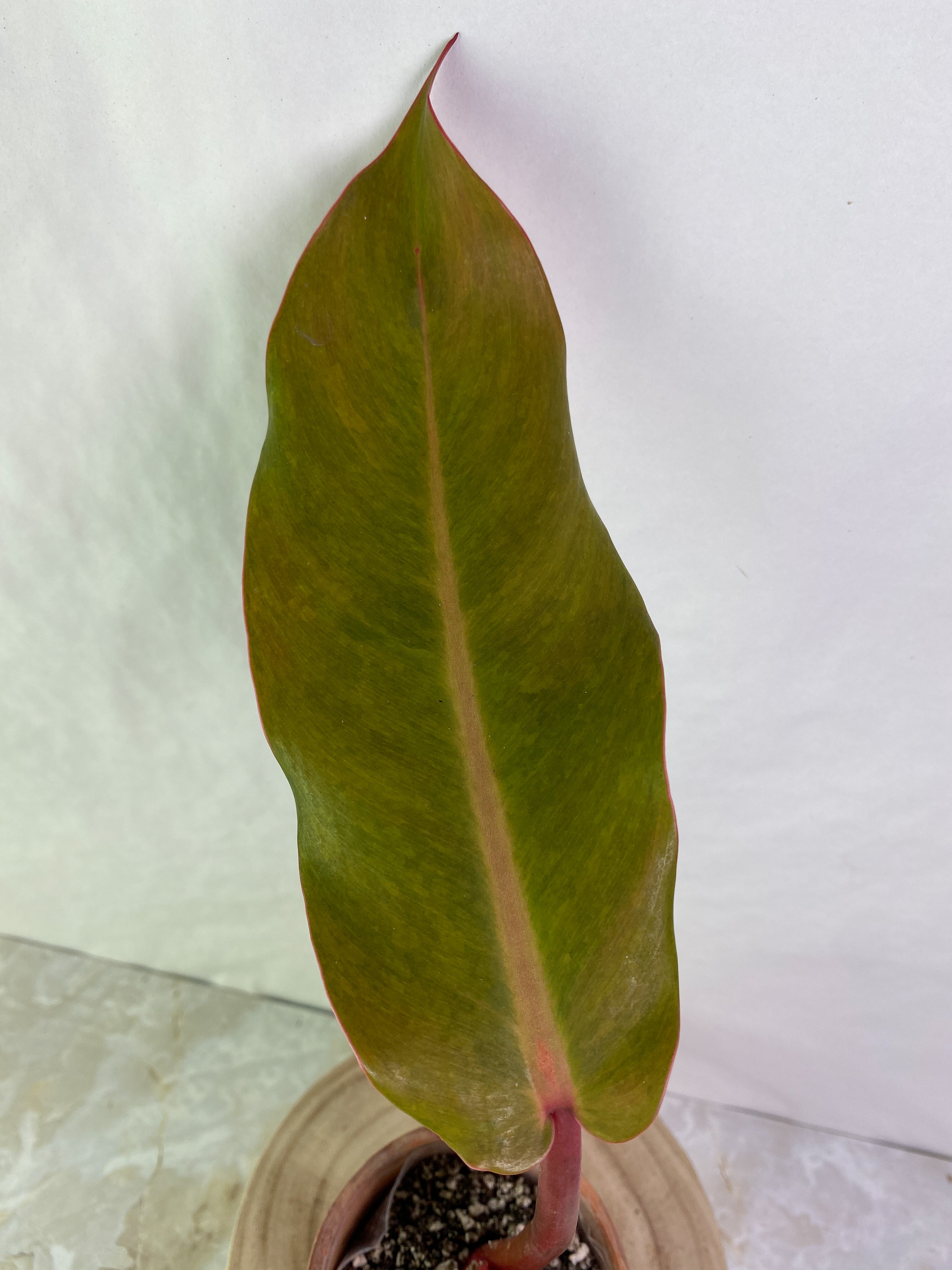 Philodendron Orange Marmalade 2 leaves rooted