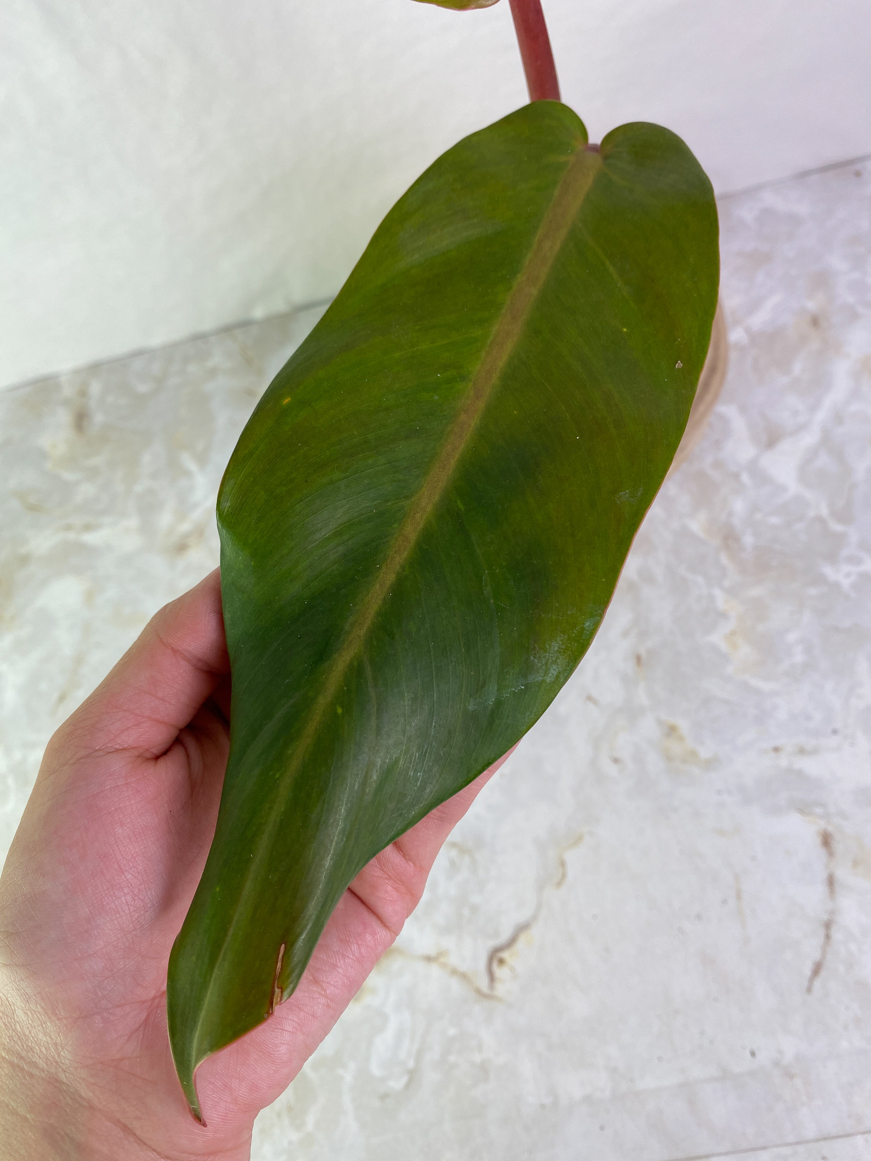 Philodendron Orange Marmalade 2 leaves rooted