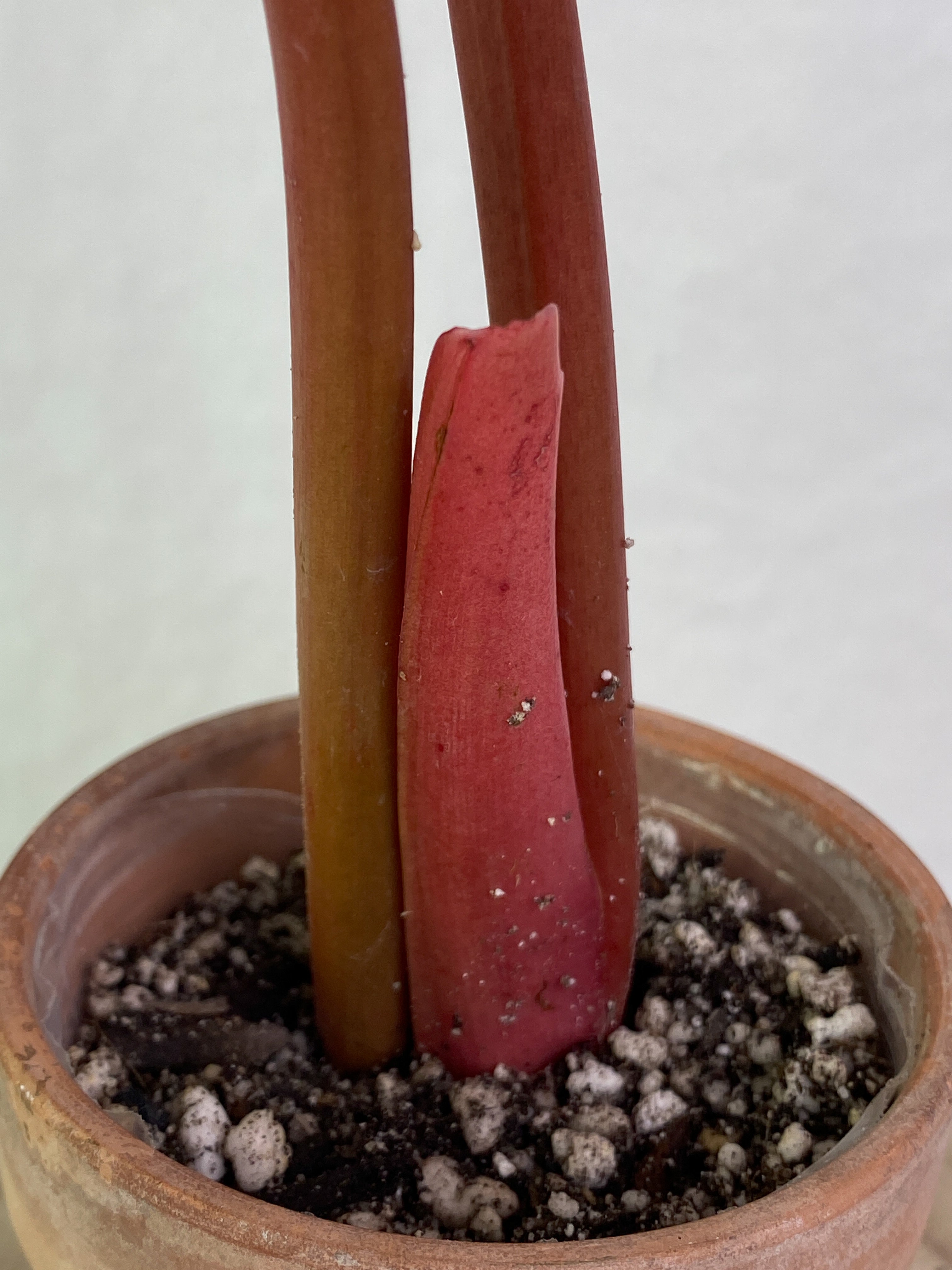 Philodendron Orange Marmalade 2 leaves rooted