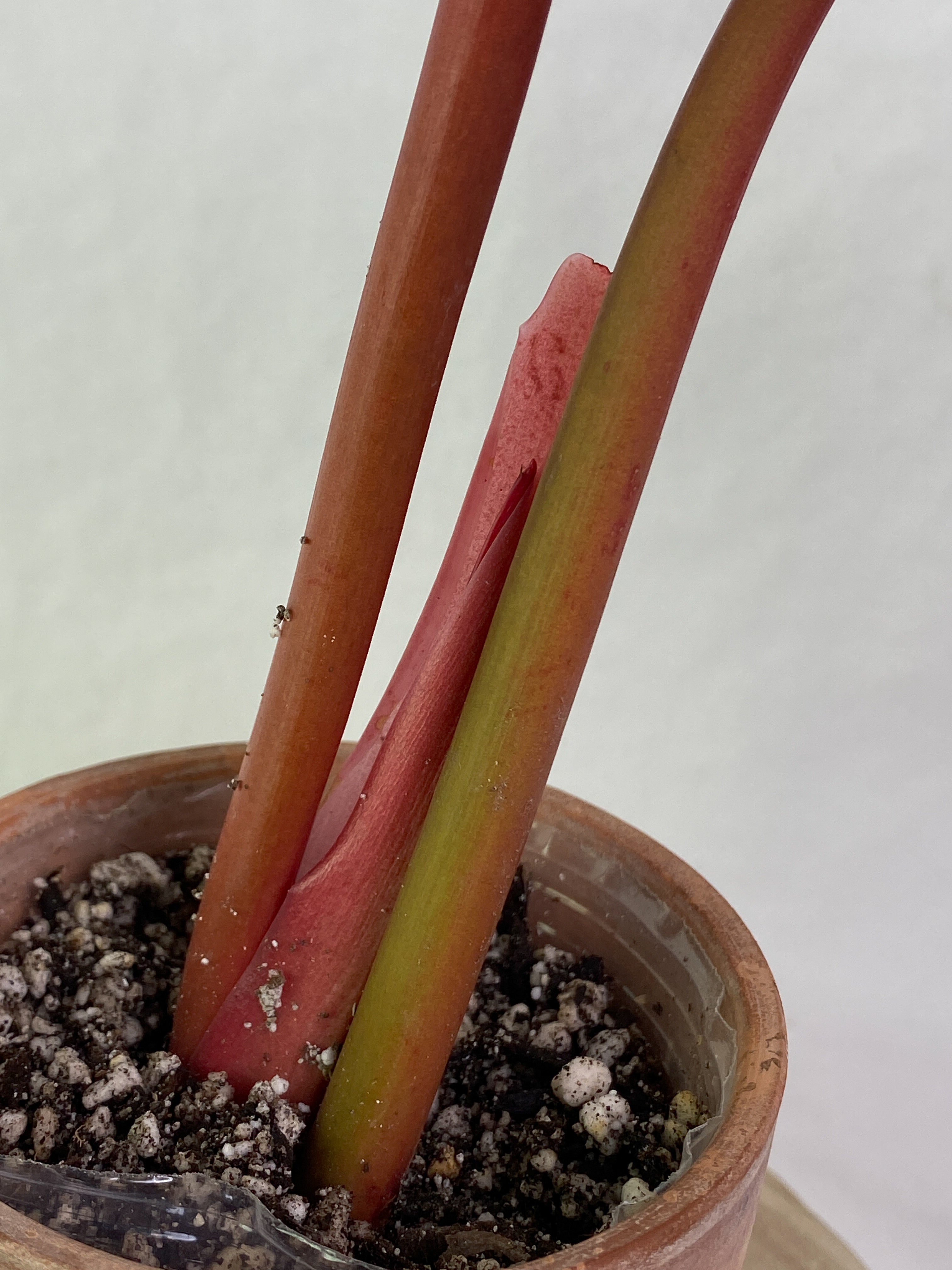 Philodendron Orange Marmalade 2 leaves rooted