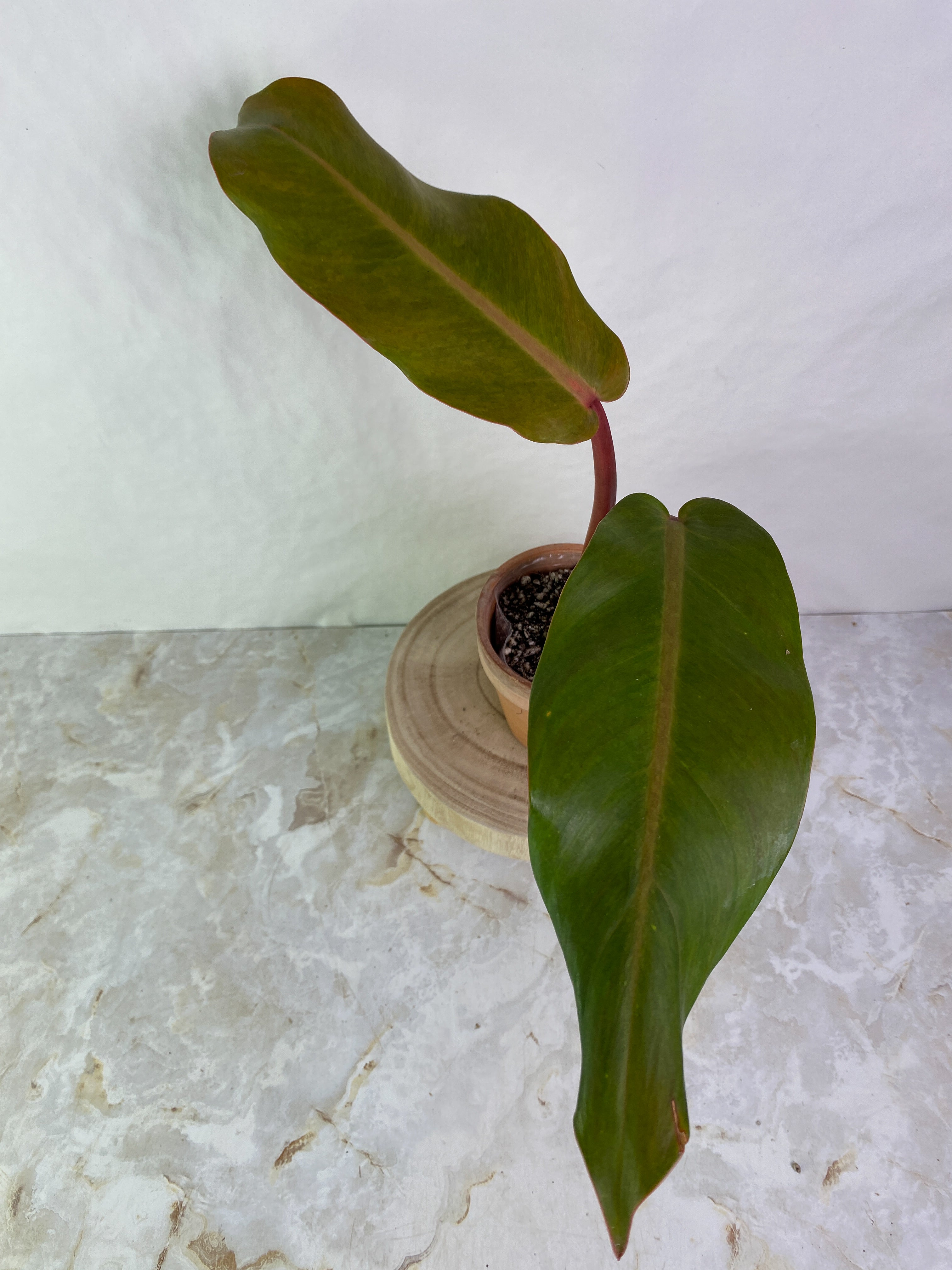 Philodendron Orange Marmalade 2 leaves rooted