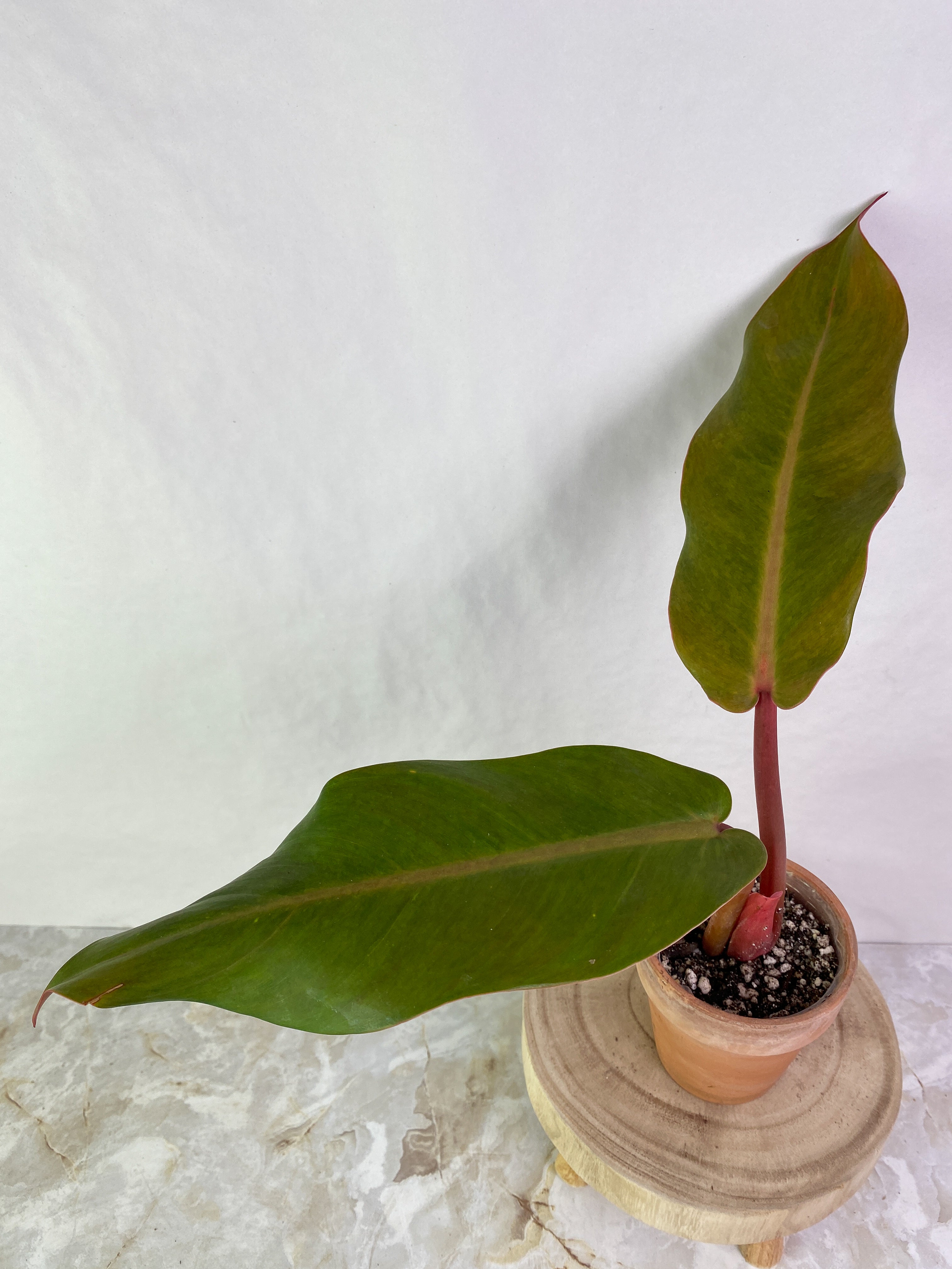 Philodendron Orange Marmalade 2 leaves rooted