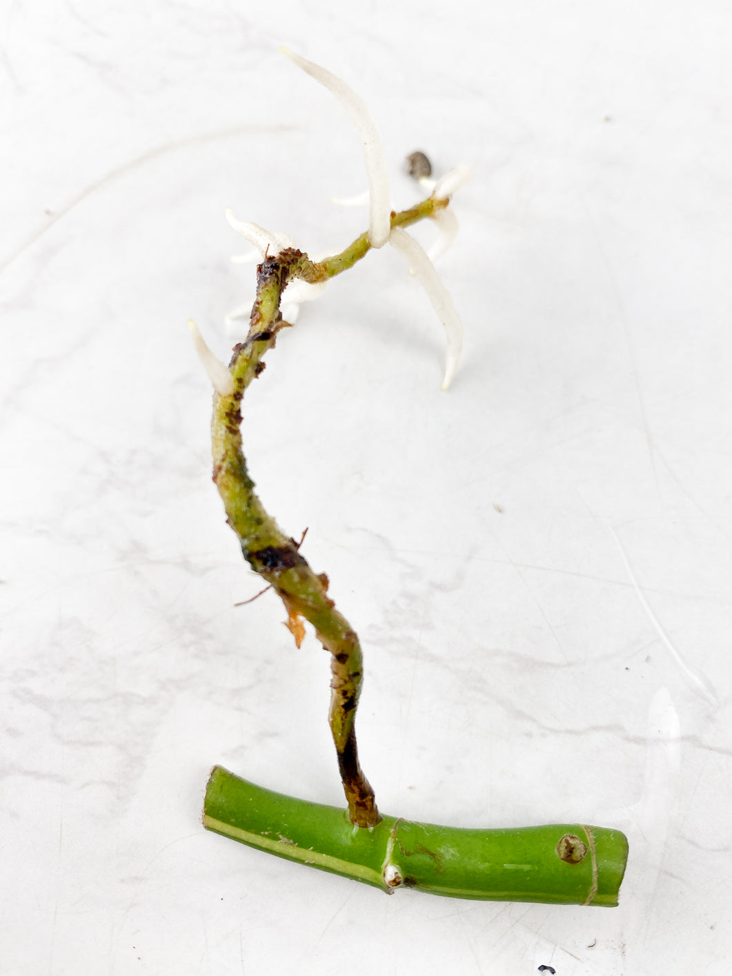 Rhaphidophora Tetrasperma Variegated double nodes