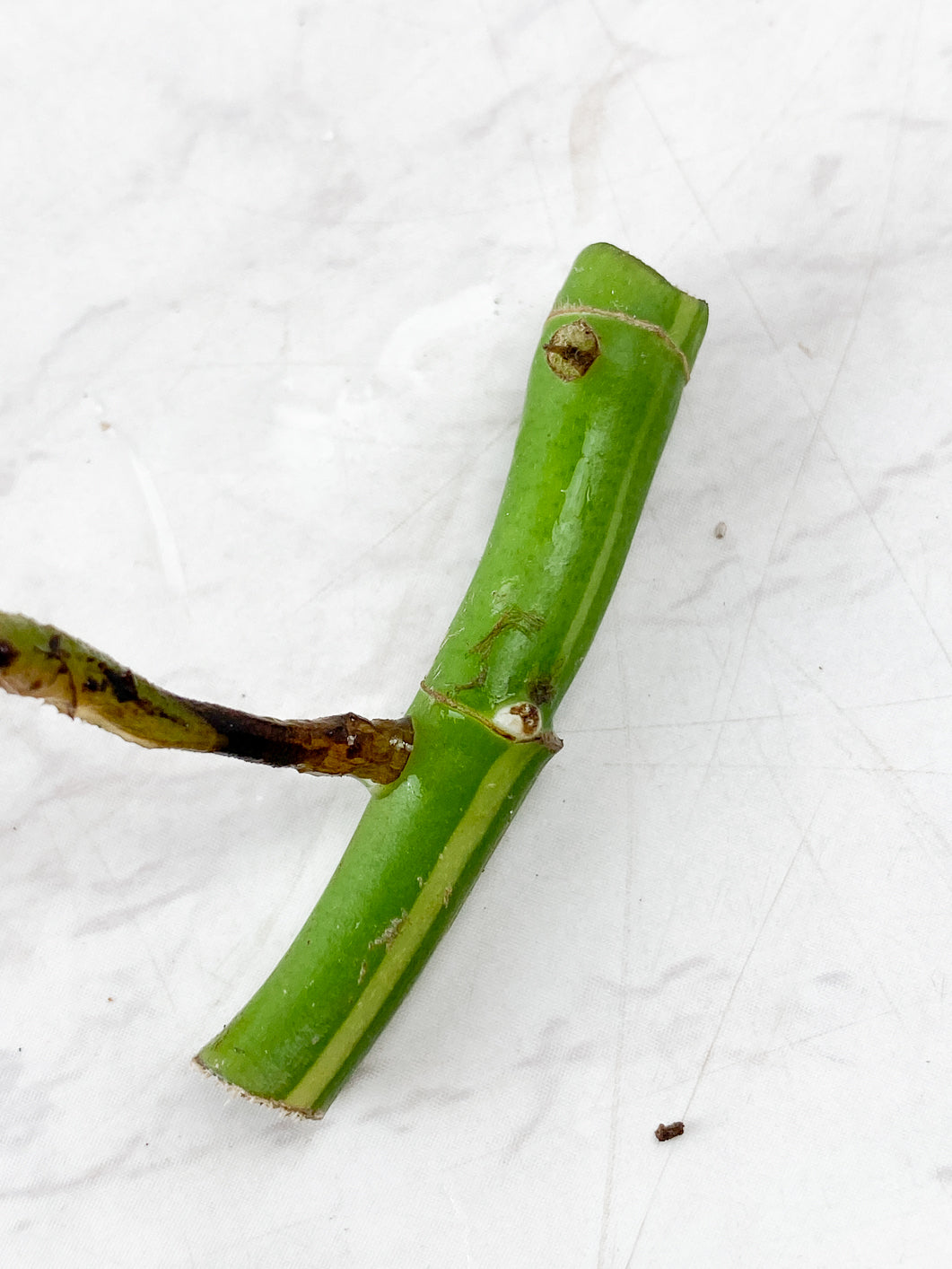 Rhaphidophora Tetrasperma Variegated double nodes