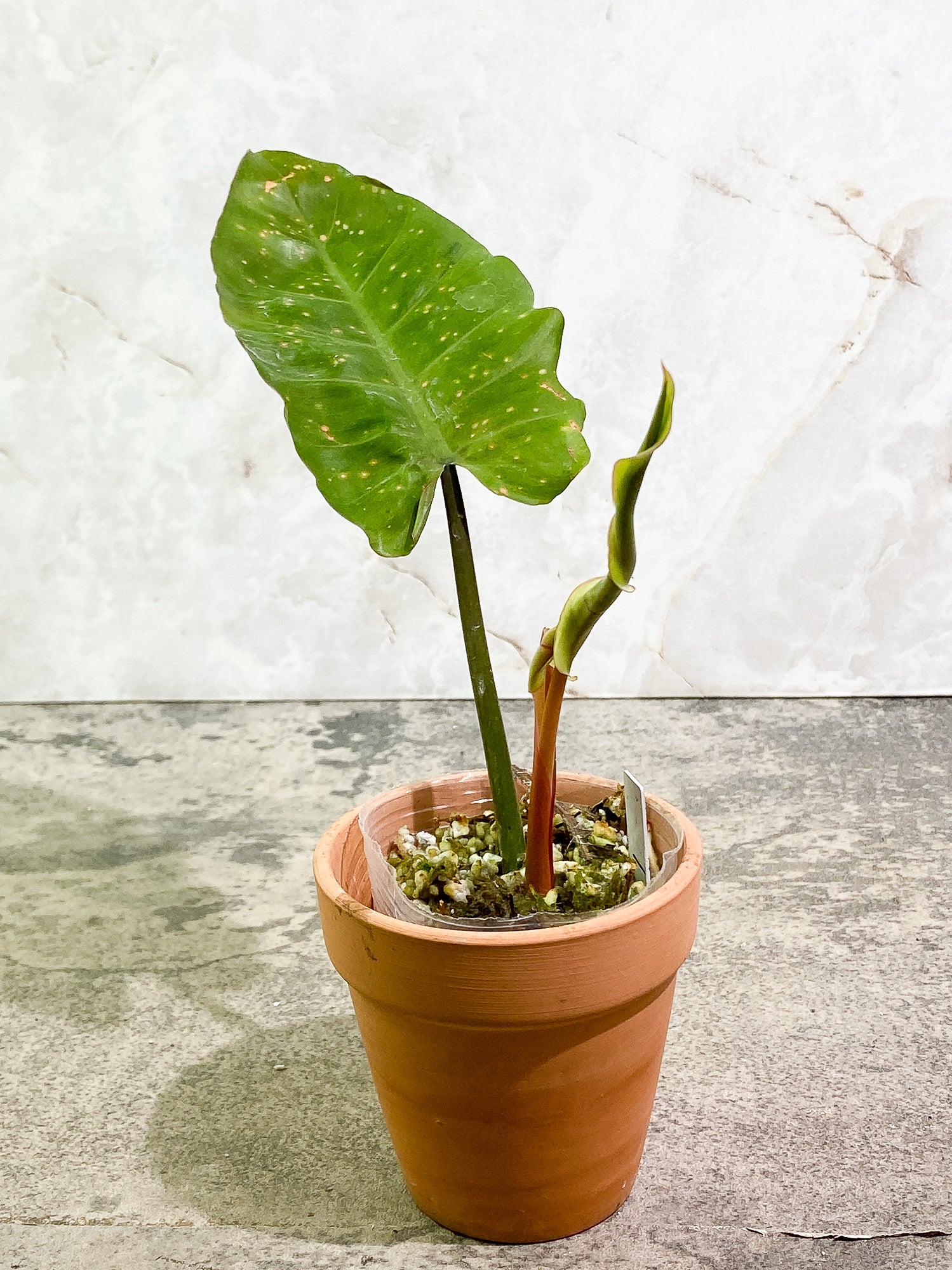 Philodendron Snow Drift 1 leaf 1 unfurling rooting