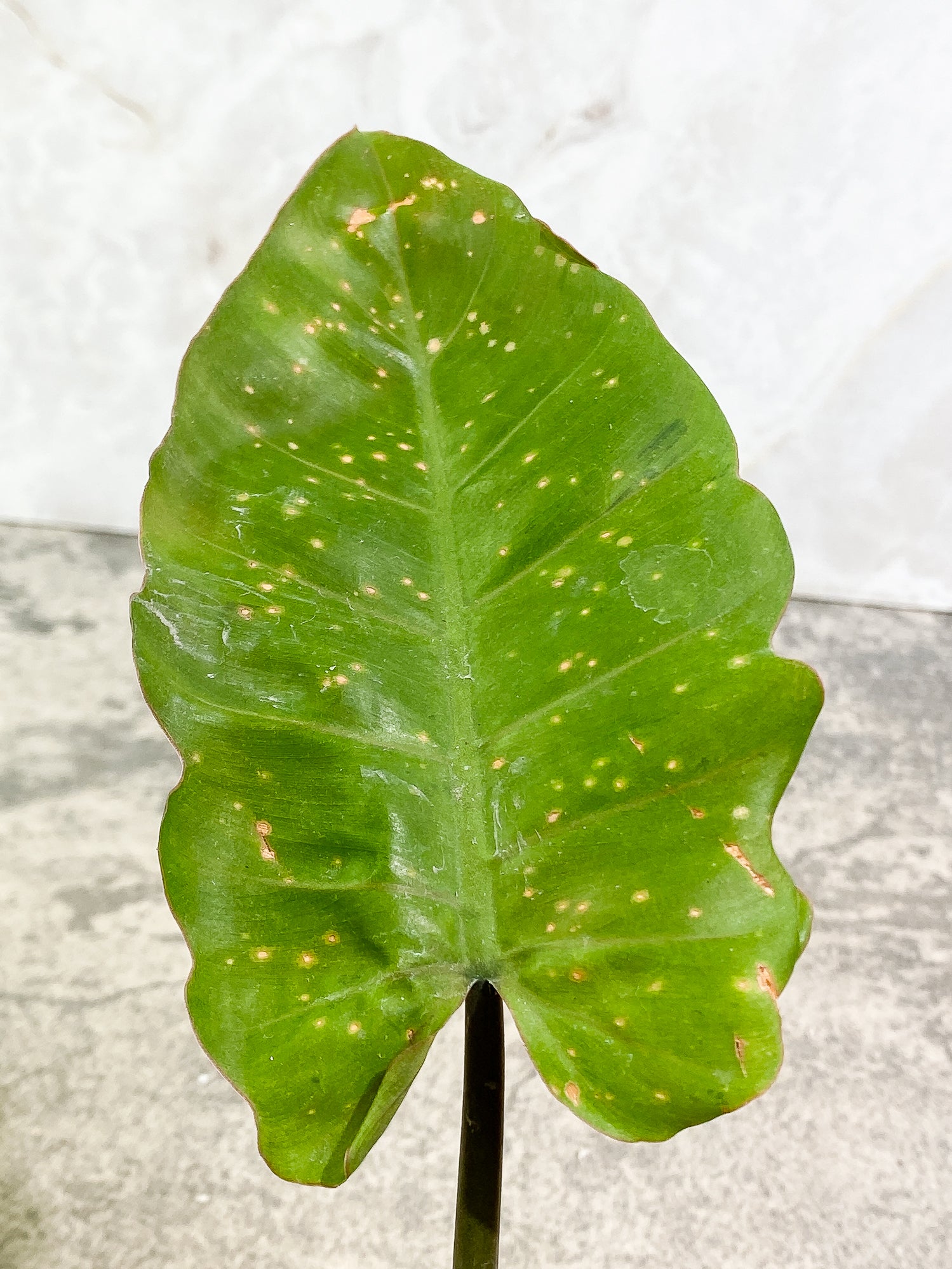 Philodendron Snow Drift 1 leaf 1 unfurling rooting