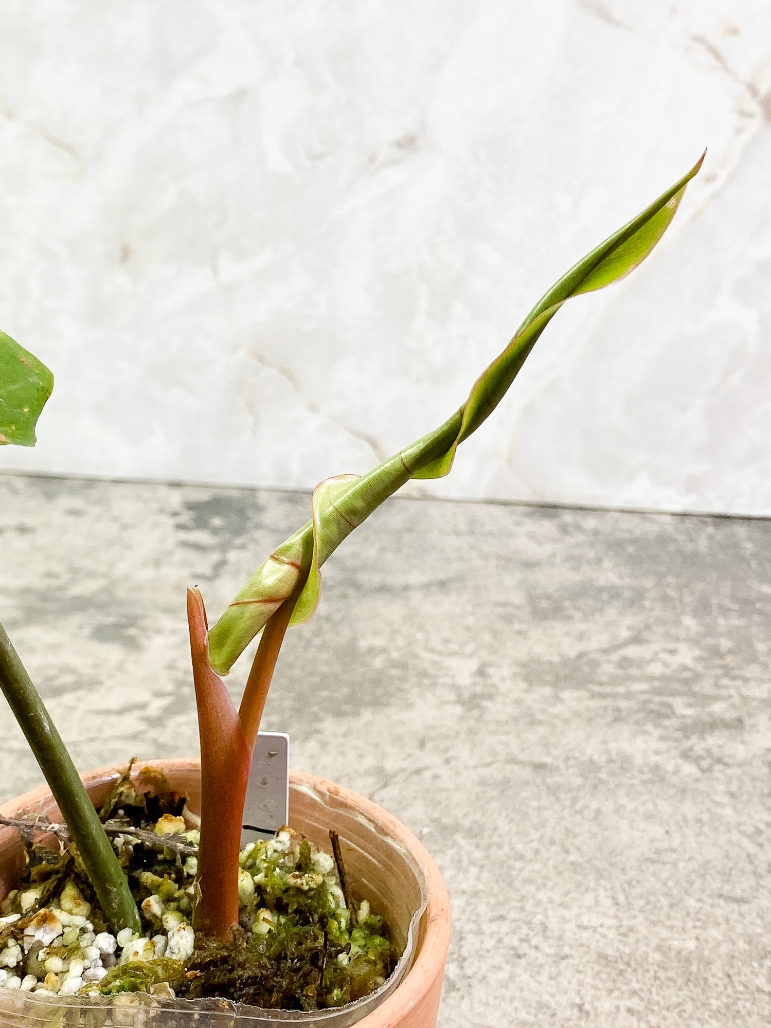 Philodendron Snow Drift 1 leaf 1 unfurling rooting