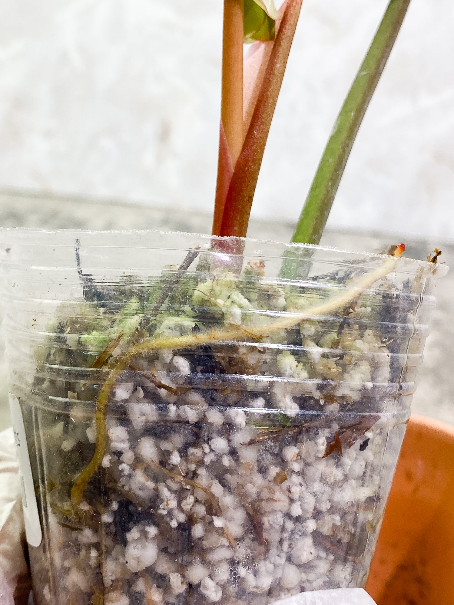 Philodendron Snow Drift 1 leaf 1 unfurling rooting