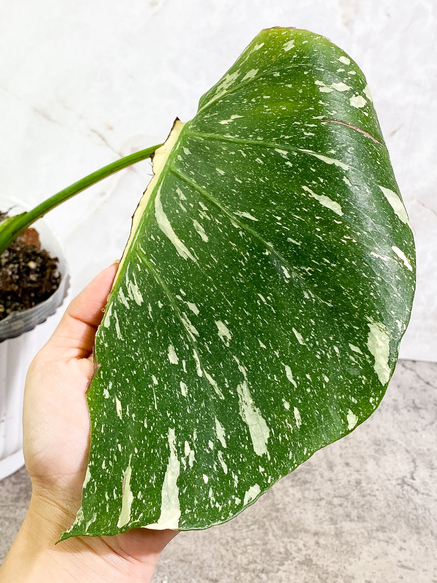 Monstera Thai constellation 2 leaves fully rooted