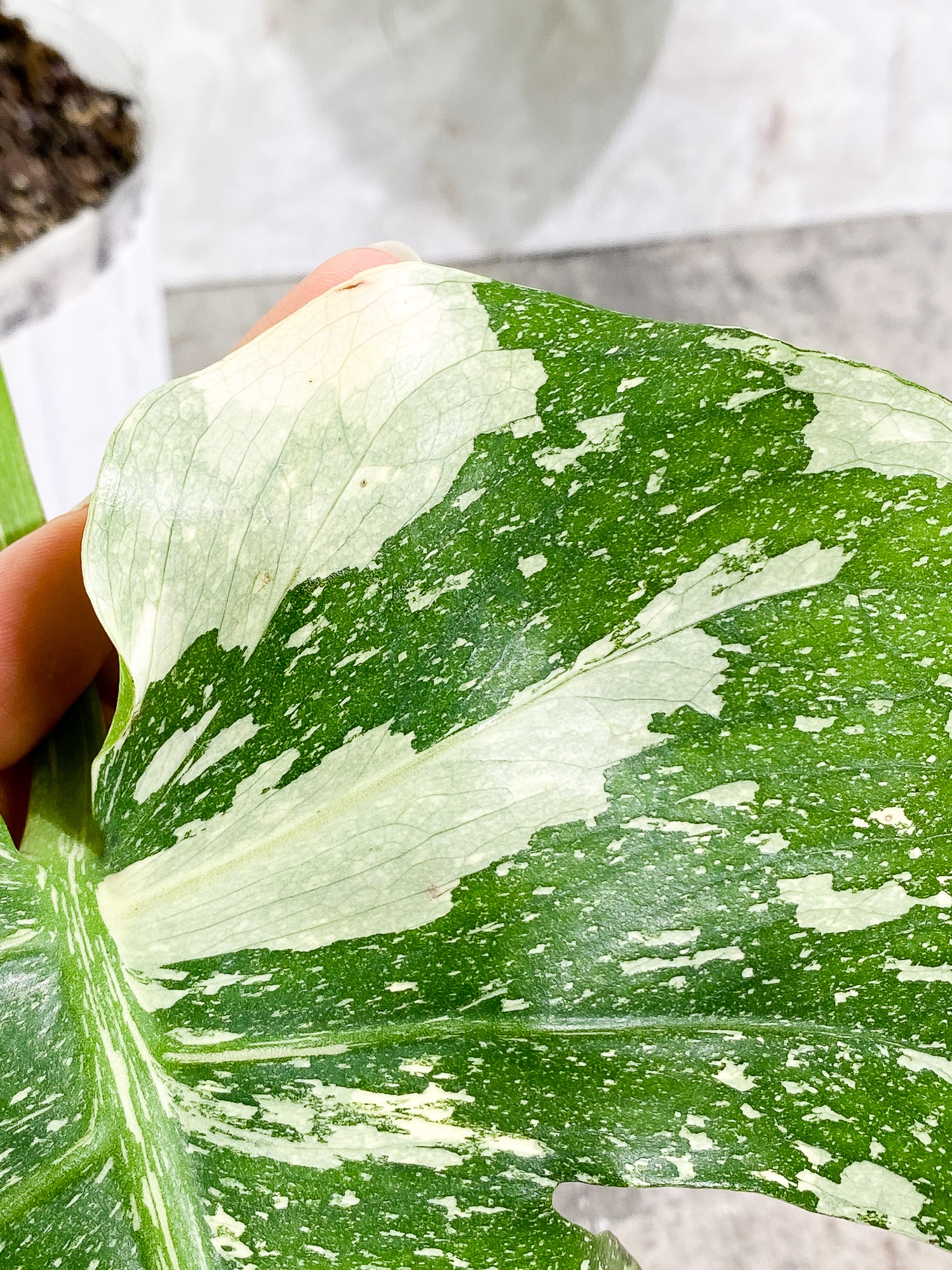 Monstera Thai constellation 2 leaves fully rooted