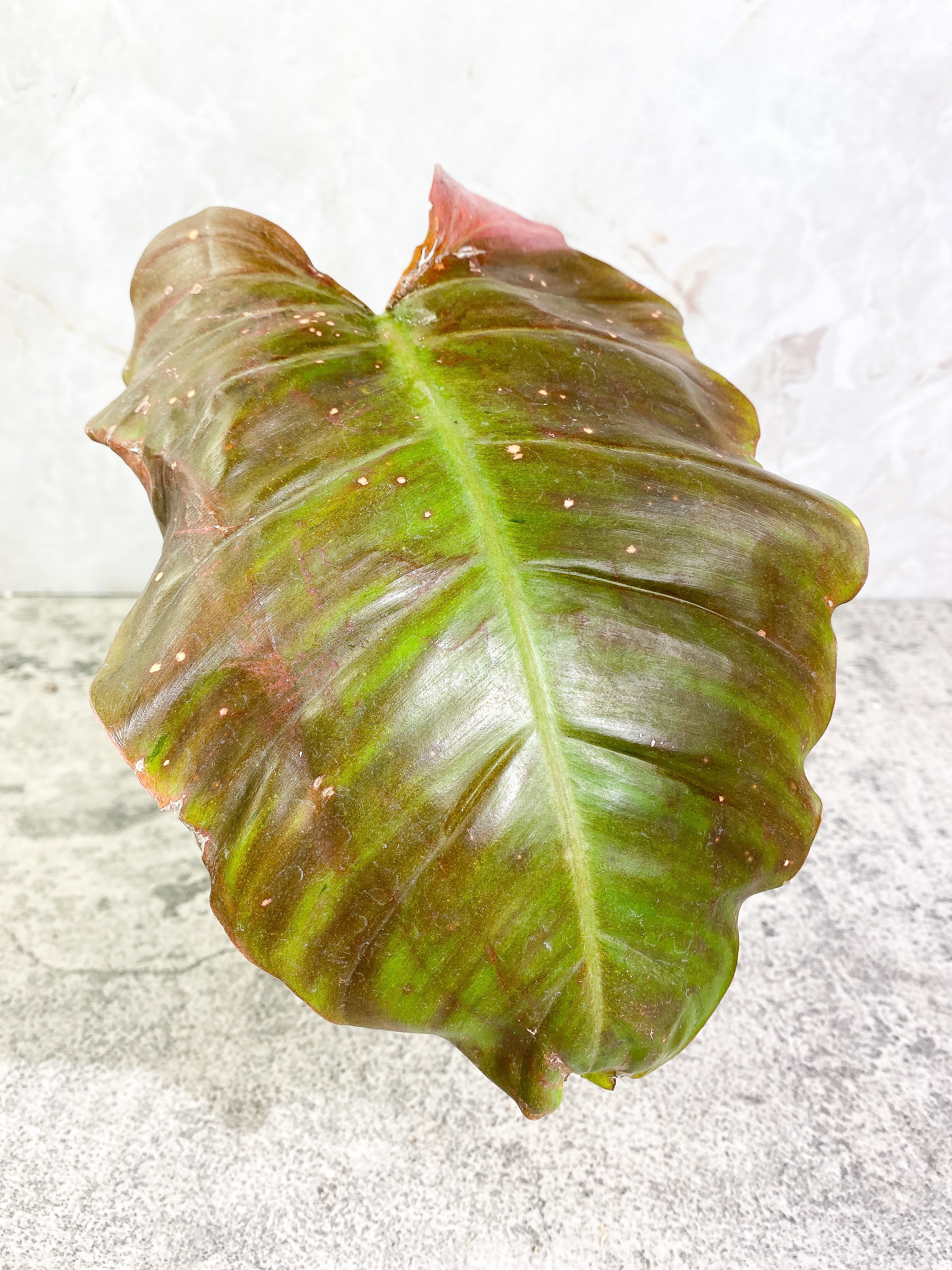 Philodendron Snow Drift 1 leaf 1 sprout Rooting