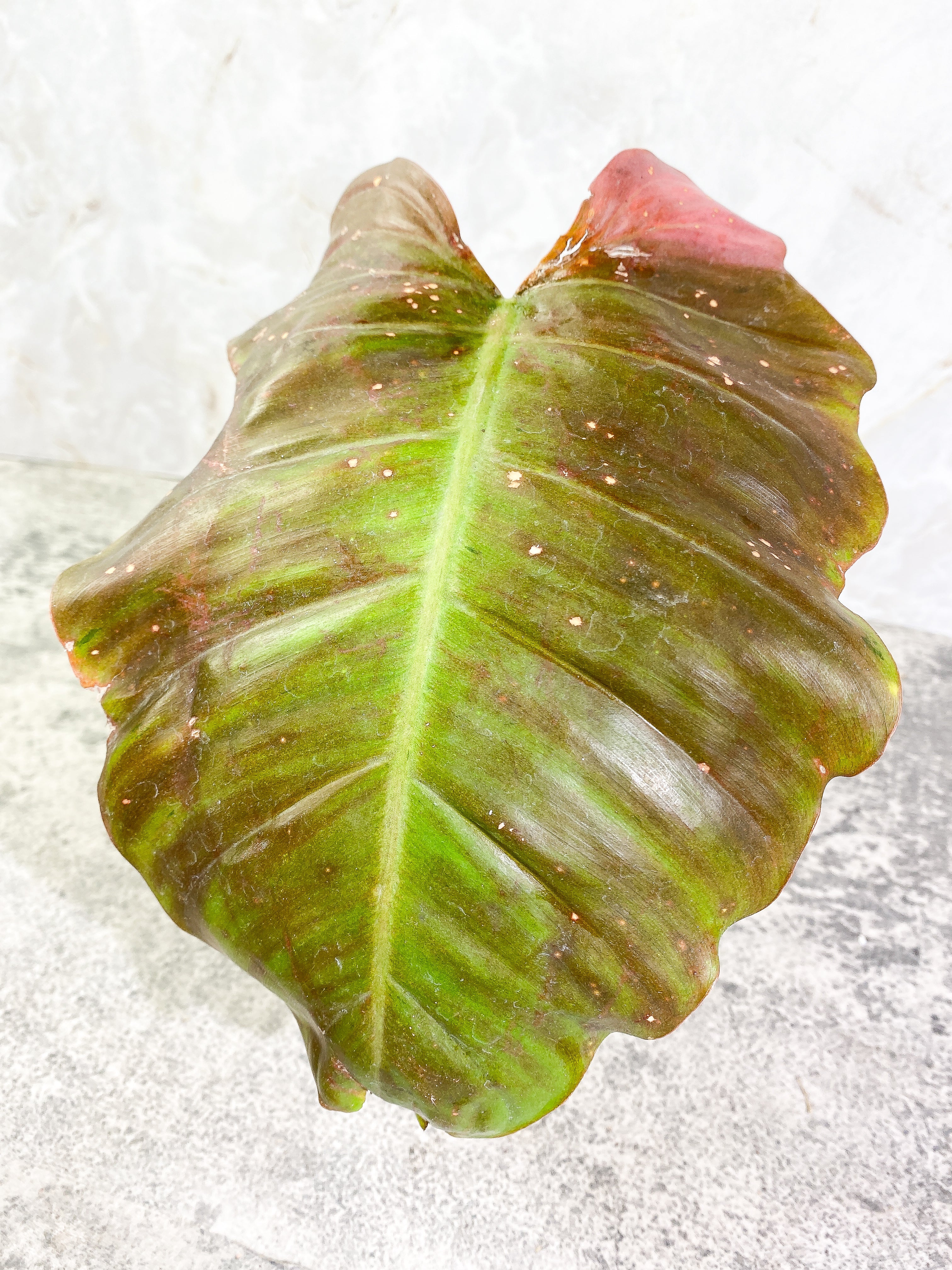 Philodendron Snow Drift 1 leaf 1 sprout Rooting