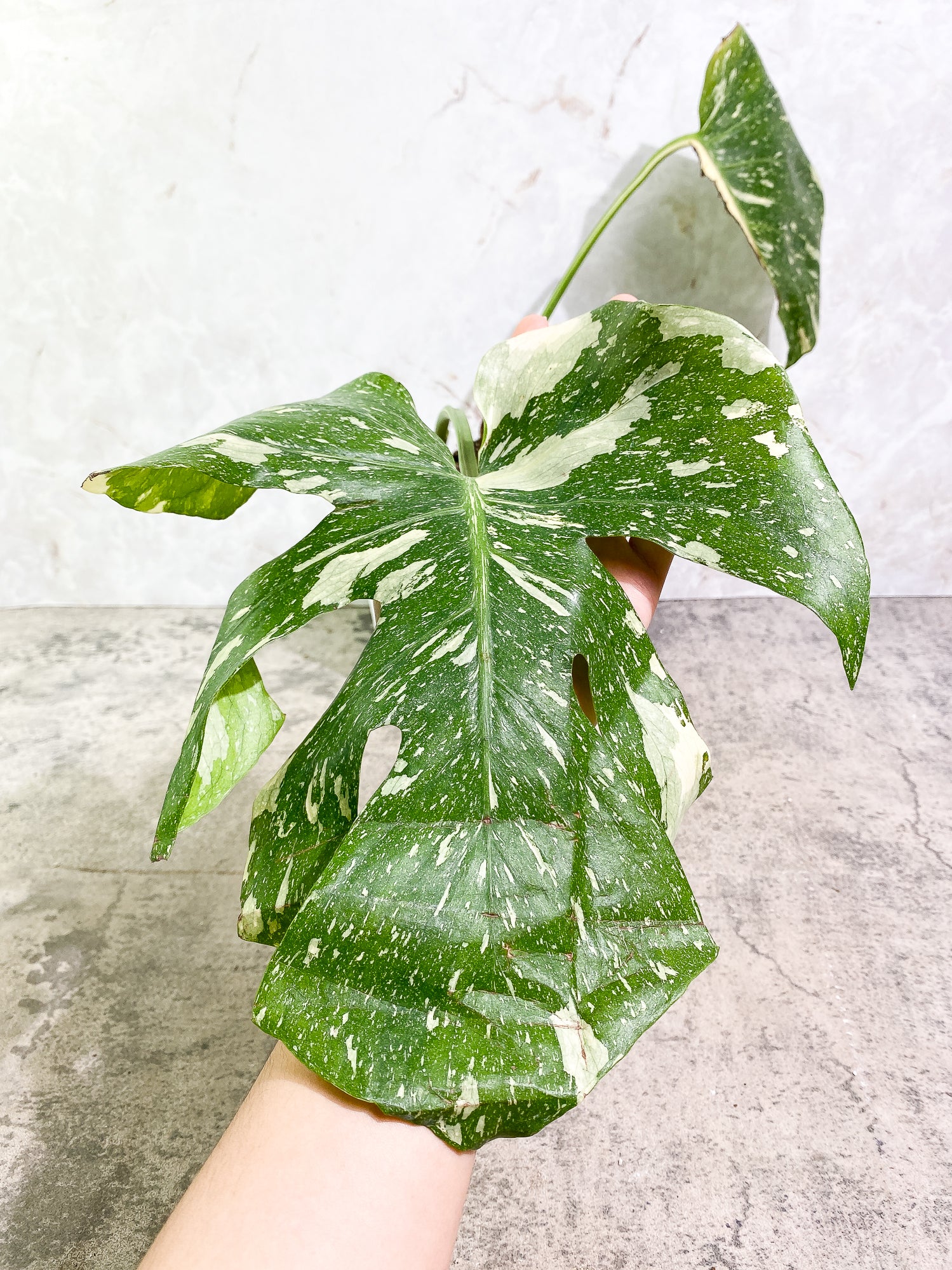 Monstera Thai constellation 2 leaves fully rooted