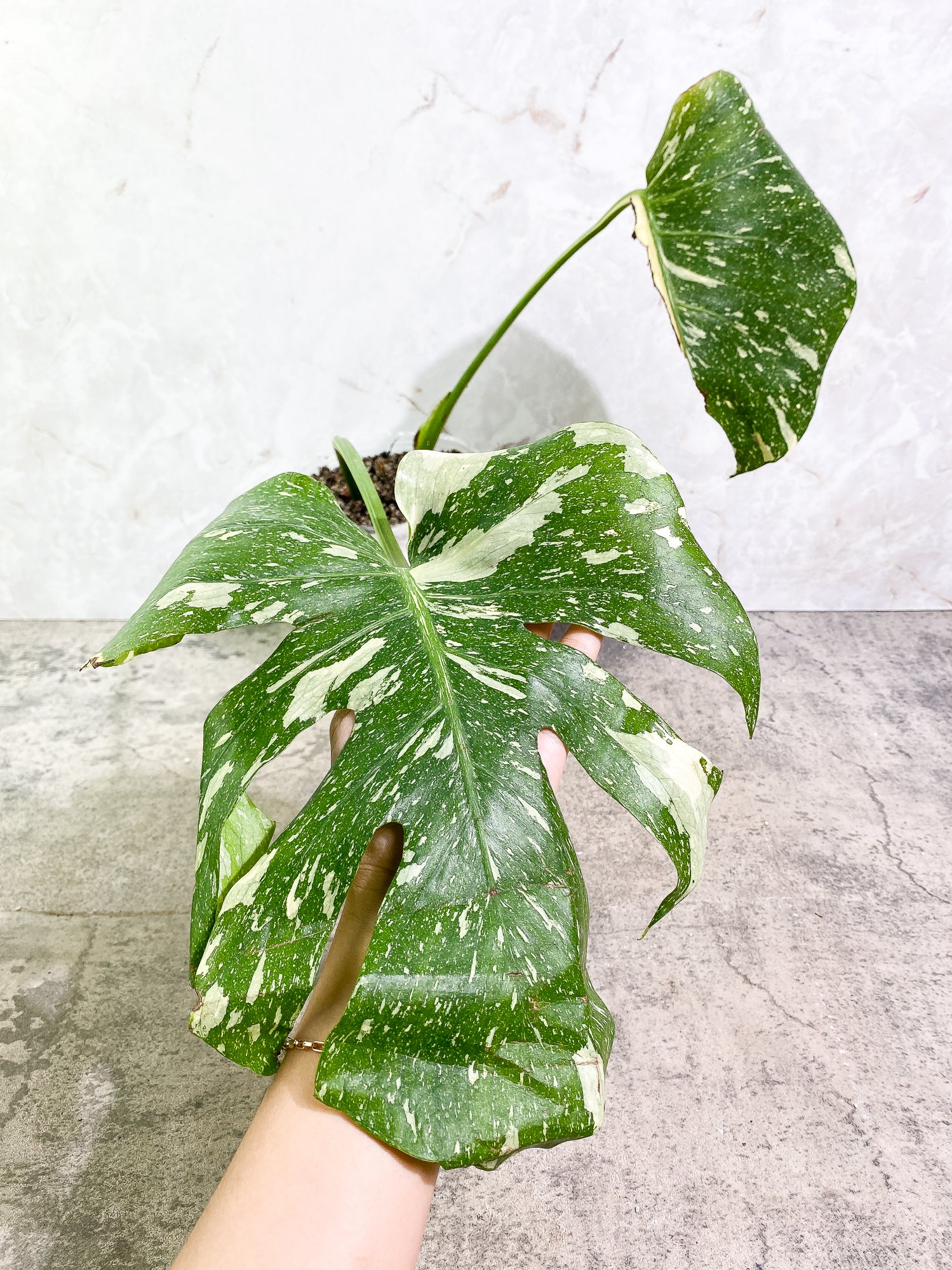 Monstera Thai constellation 2 leaves fully rooted