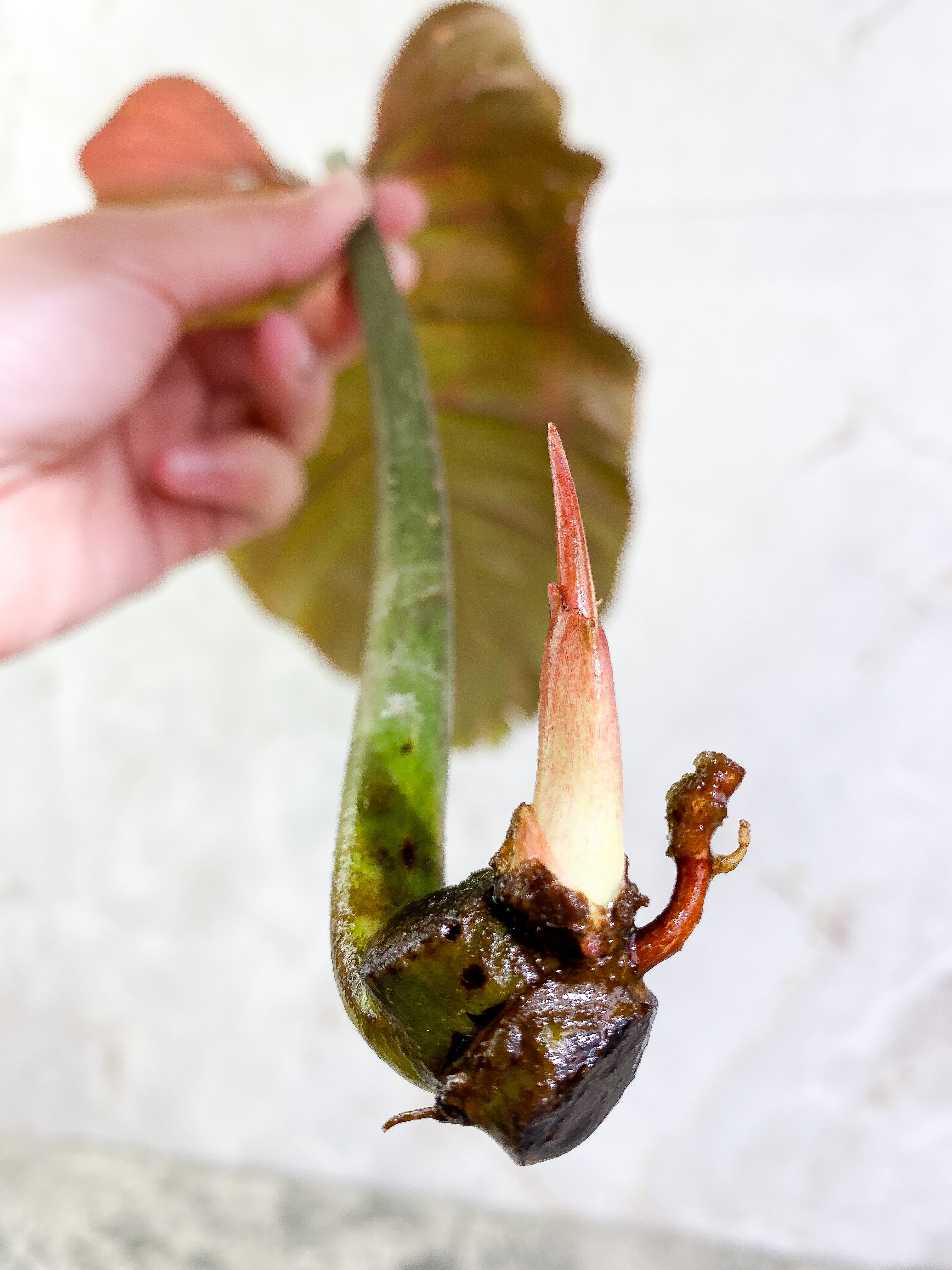 Philodendron Snow Drift 1 leaf 1 sprout Rooting