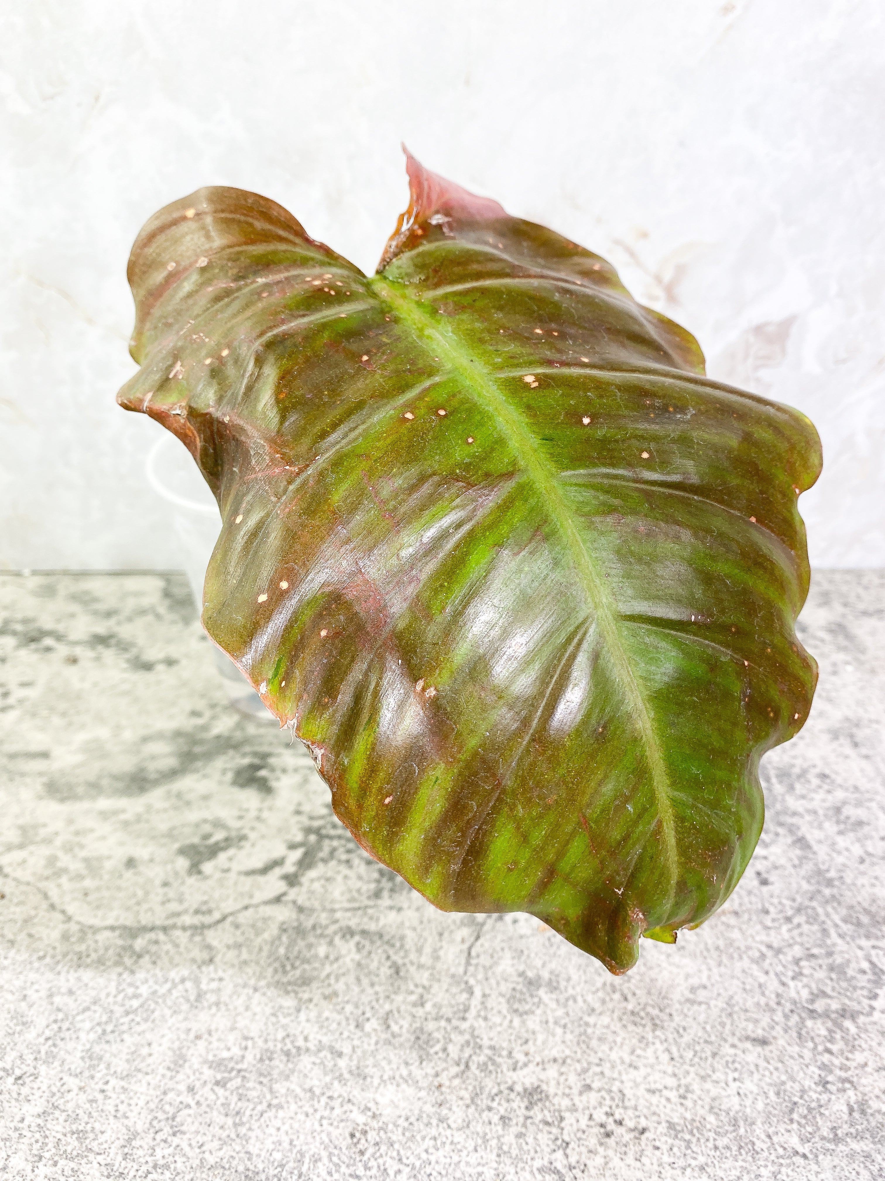 Philodendron Snow Drift 1 leaf 1 sprout Rooting