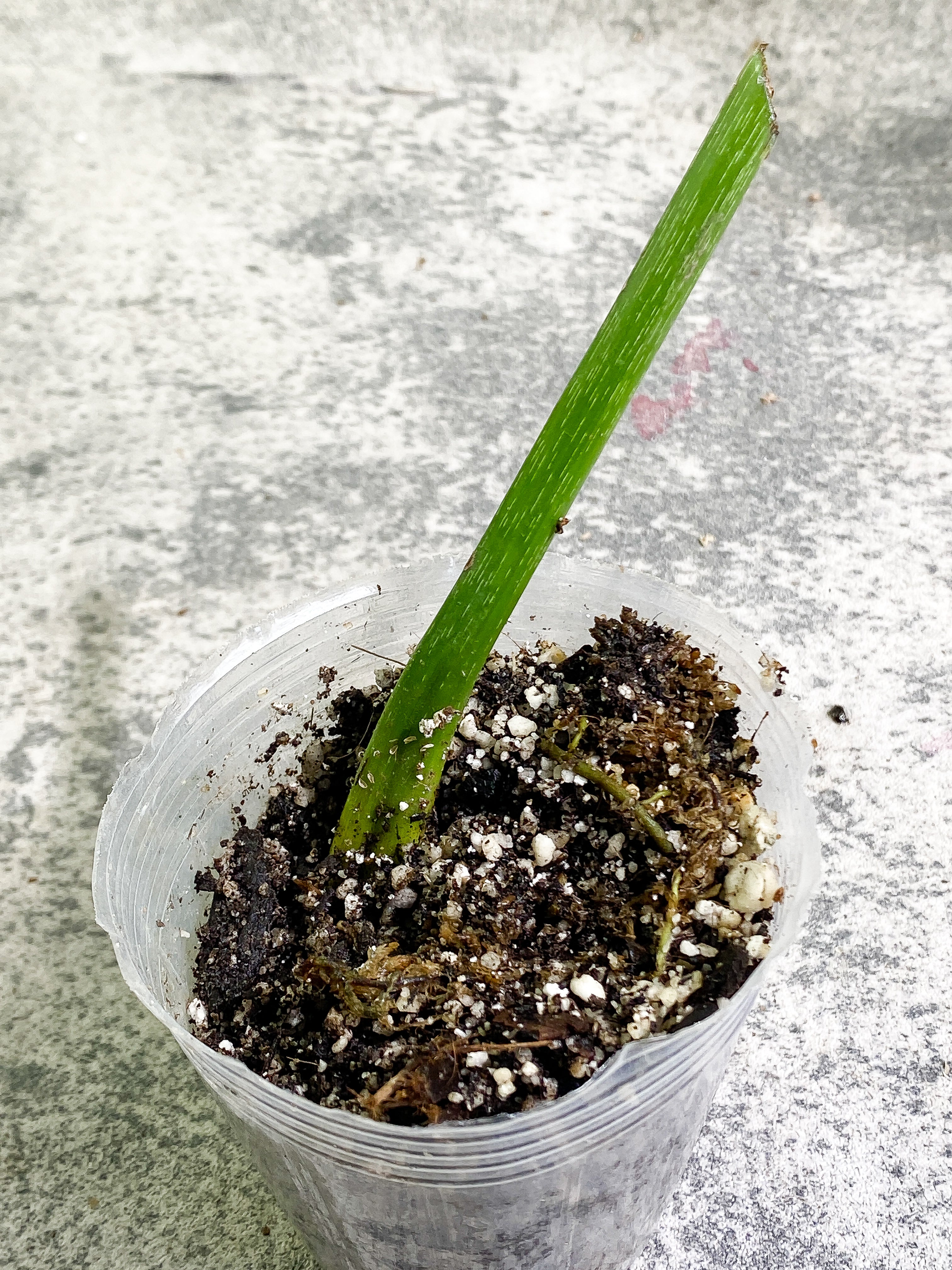 Philodendron Gloriosum 1 sprout Slightly Rooted node