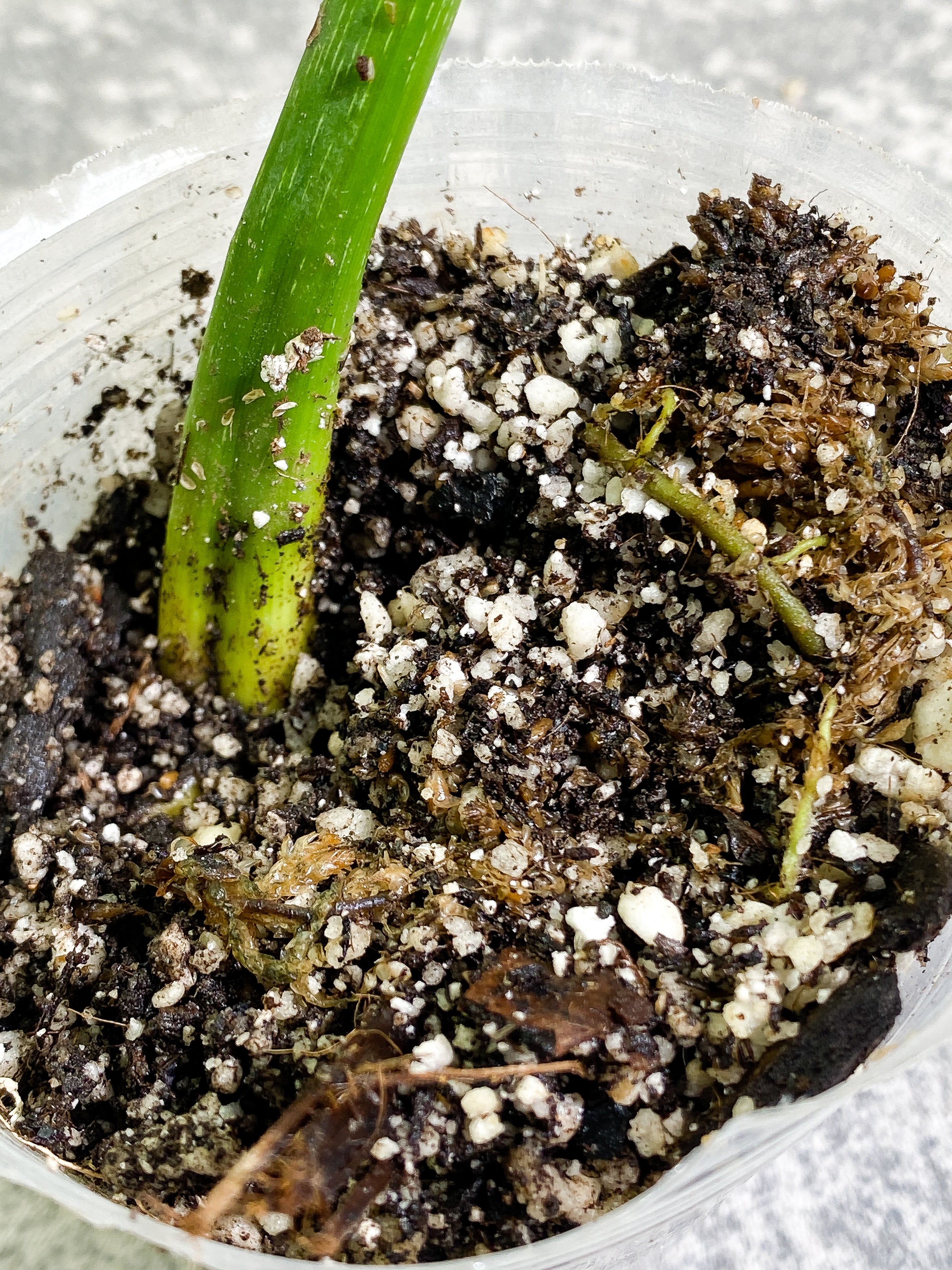 Philodendron Gloriosum 1 sprout Slightly Rooted node