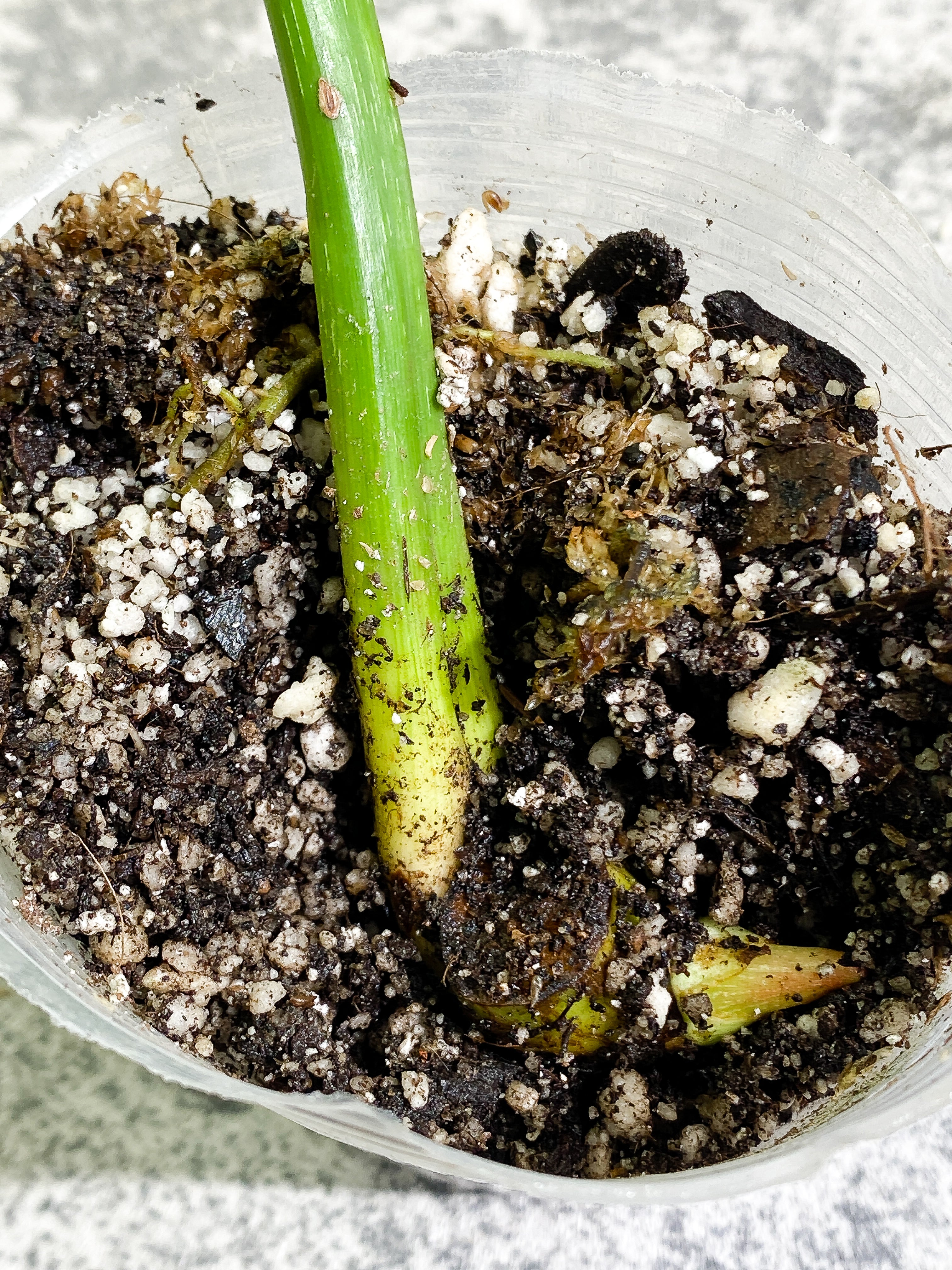 Philodendron Gloriosum 1 sprout Slightly Rooted node