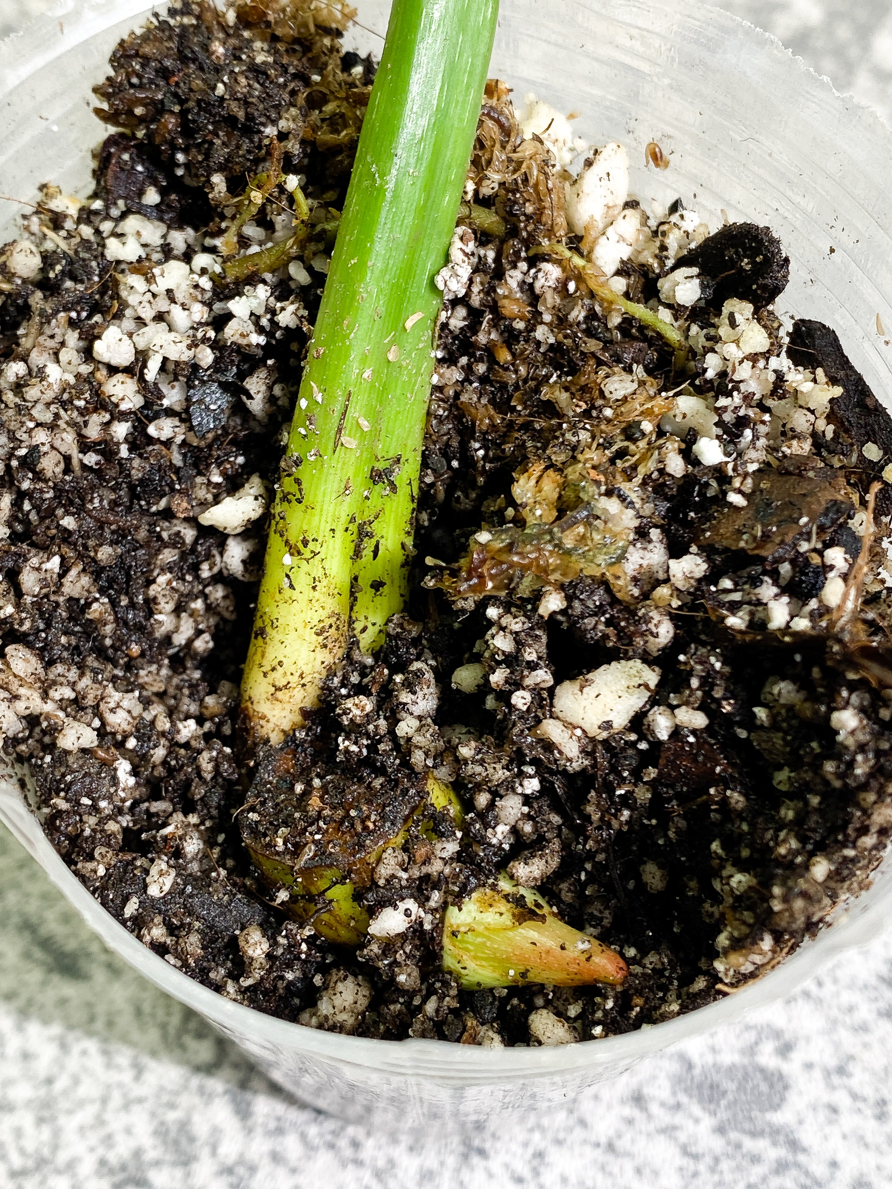 Philodendron Gloriosum 1 sprout Slightly Rooted node
