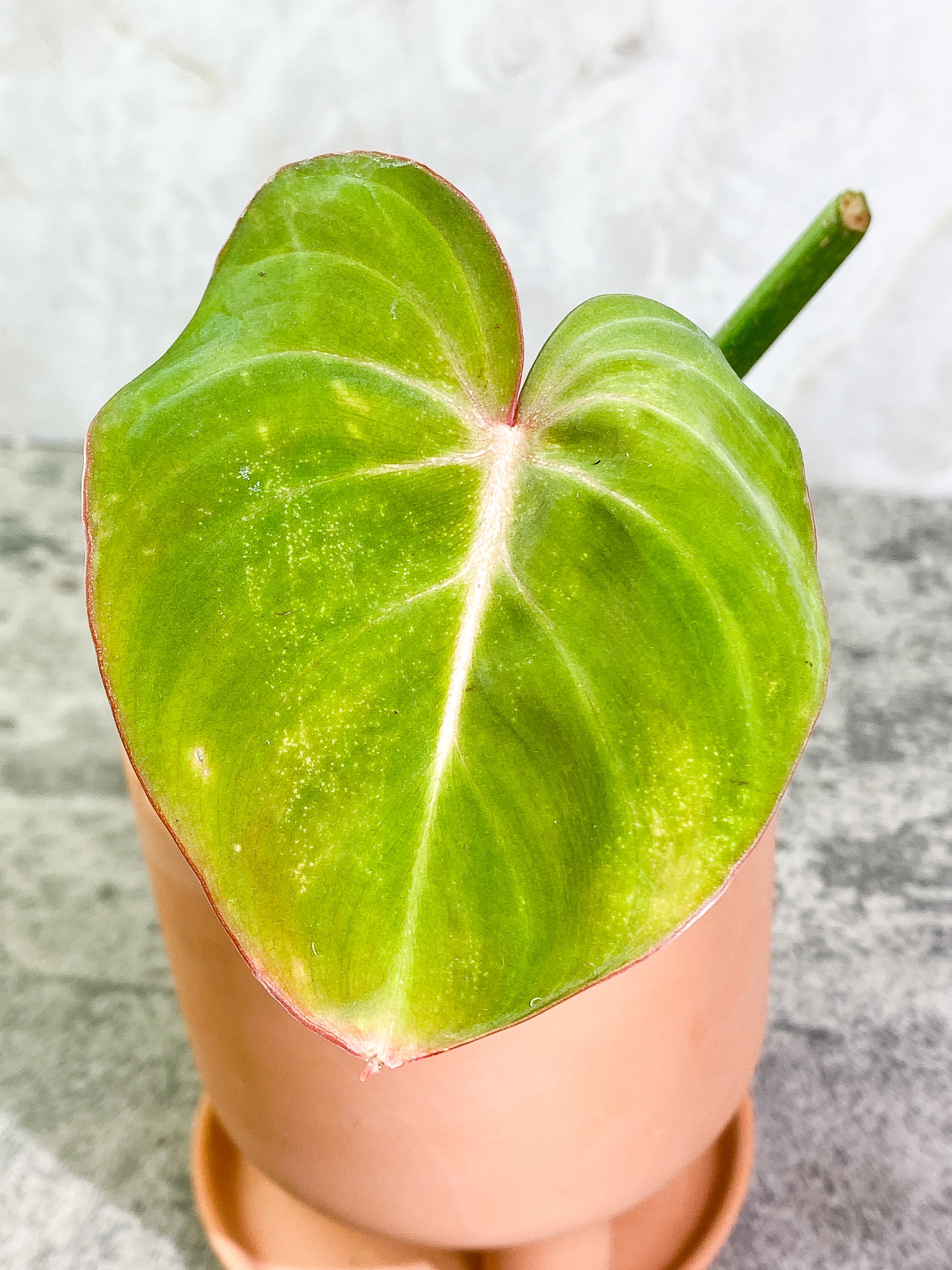 Philodendron Gloriosum 1 leaf 1 sprout Rooted