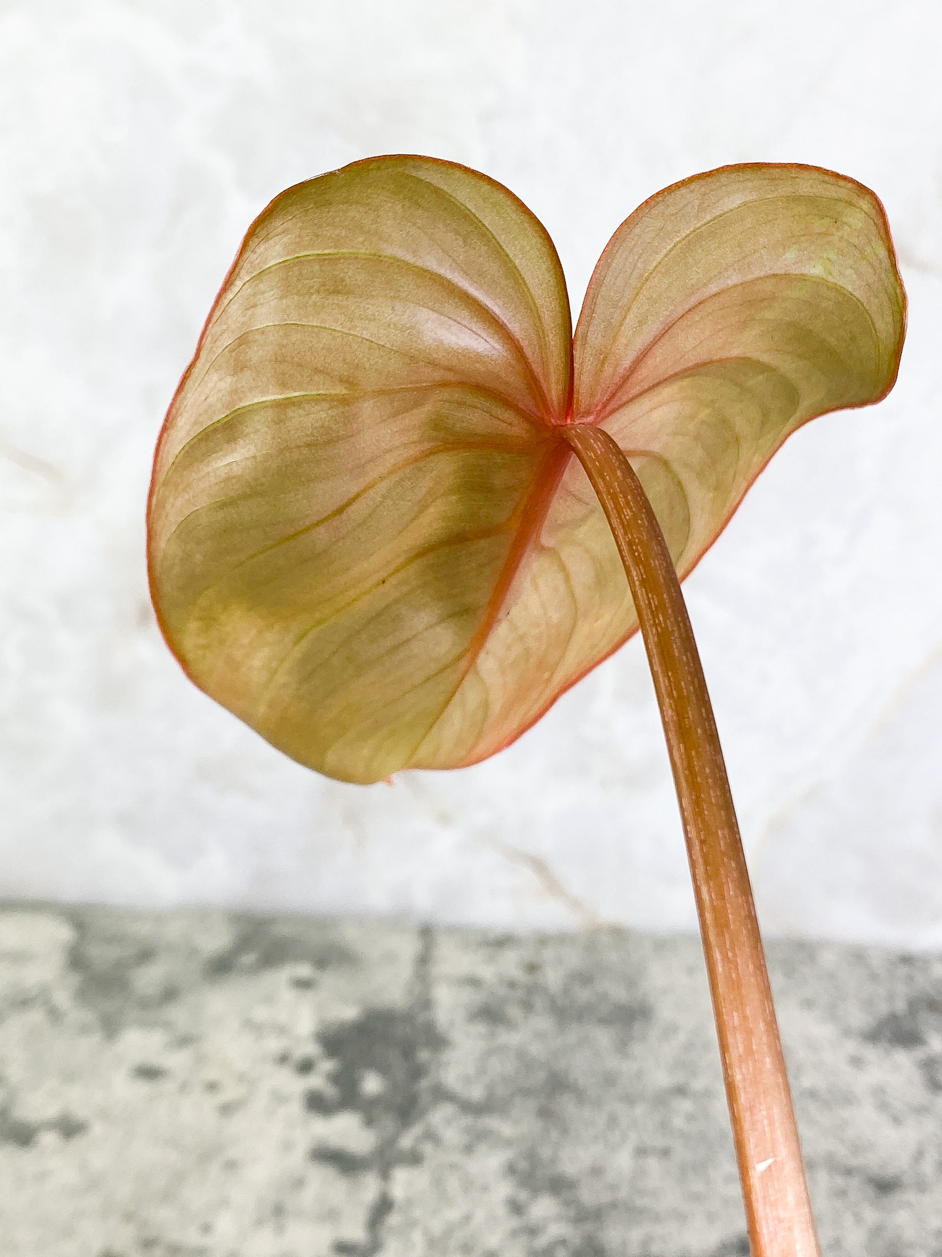 Philodendron Gloriosum 1 leaf 1 sprout Rooted