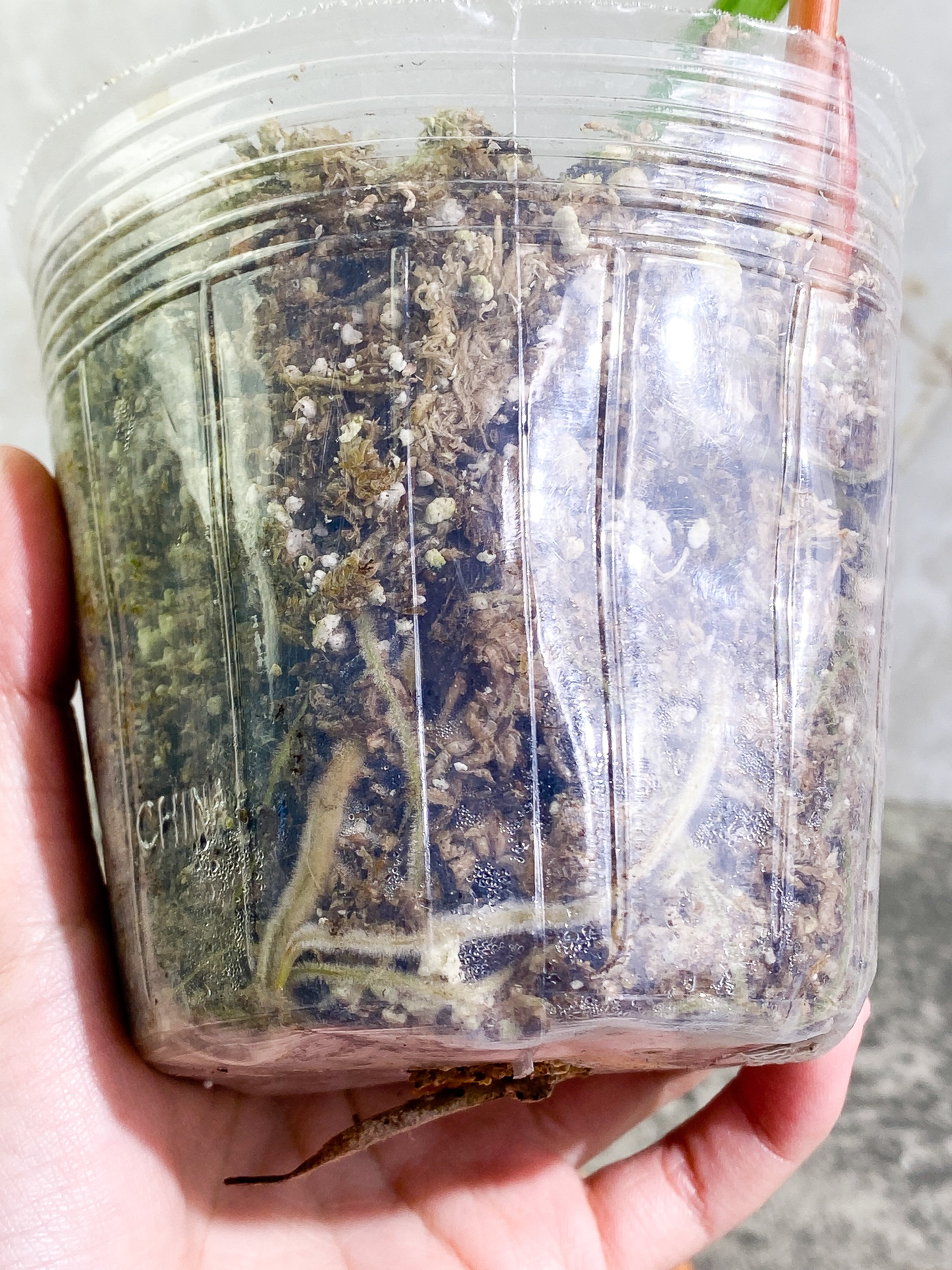Philodendron Gloriosum 1 leaf 1 sprout Rooted