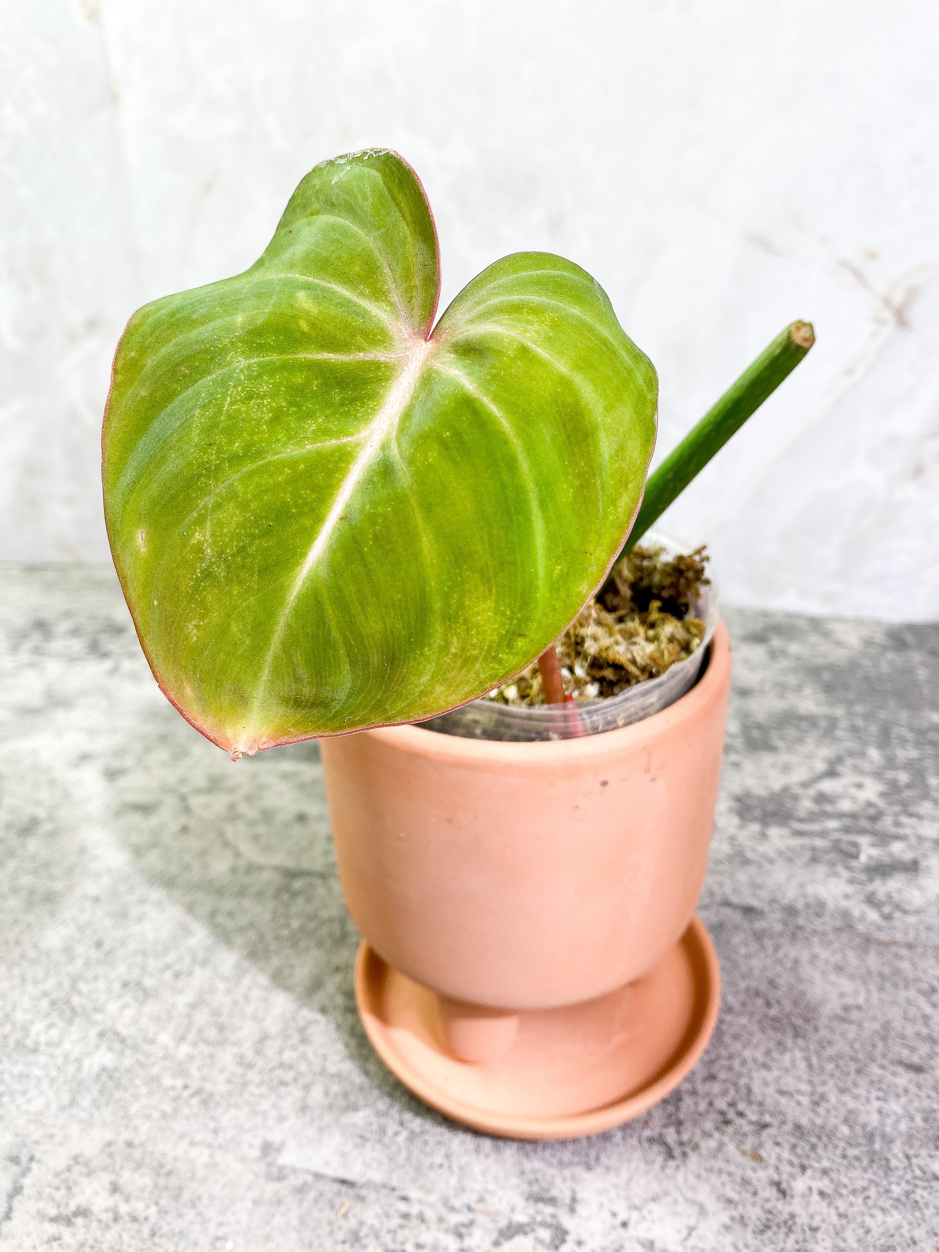 Philodendron Gloriosum 1 leaf 1 sprout Rooted