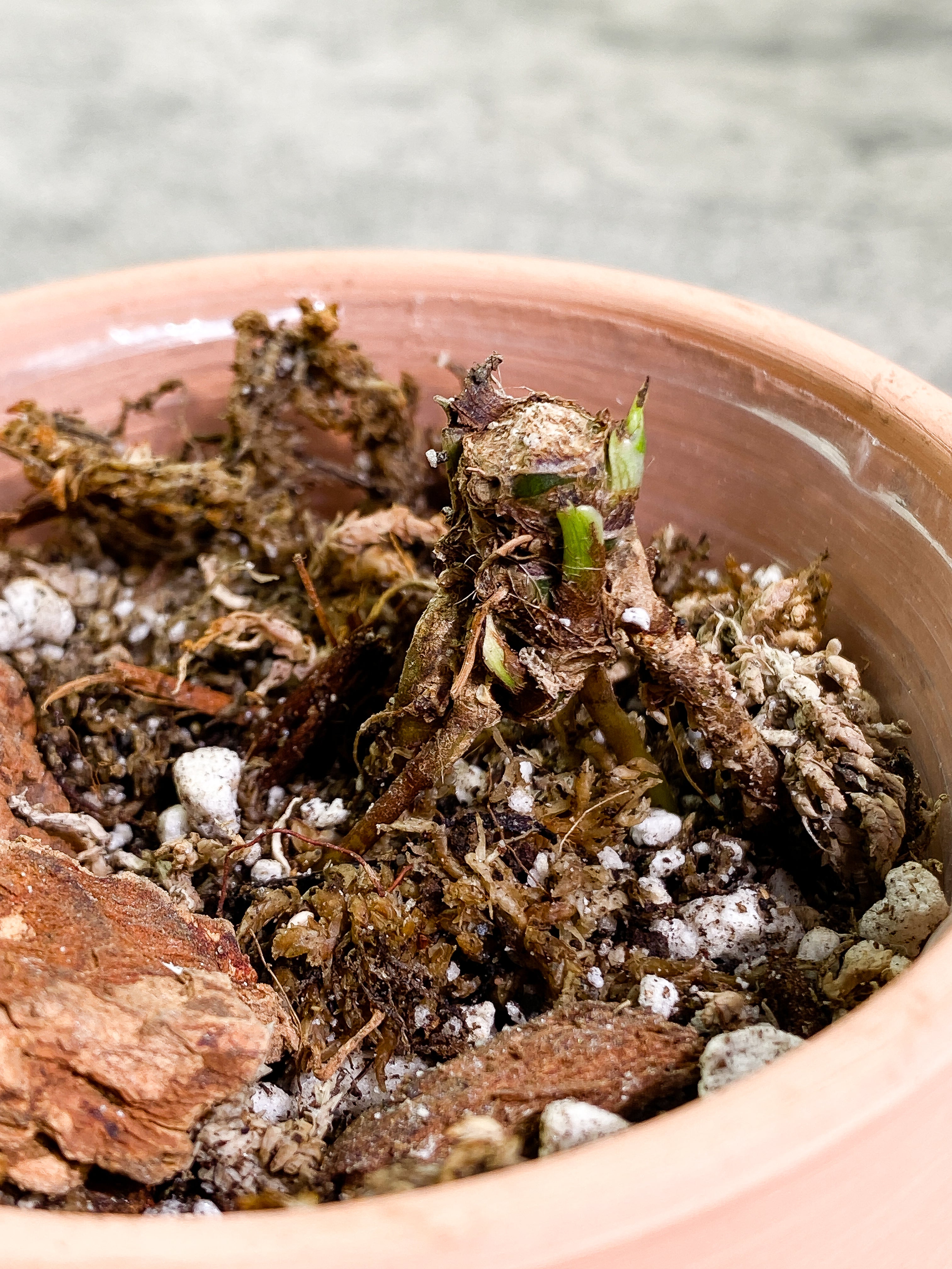 Syngonium Milk Confetti Slightly Rooted node 2 sprouts