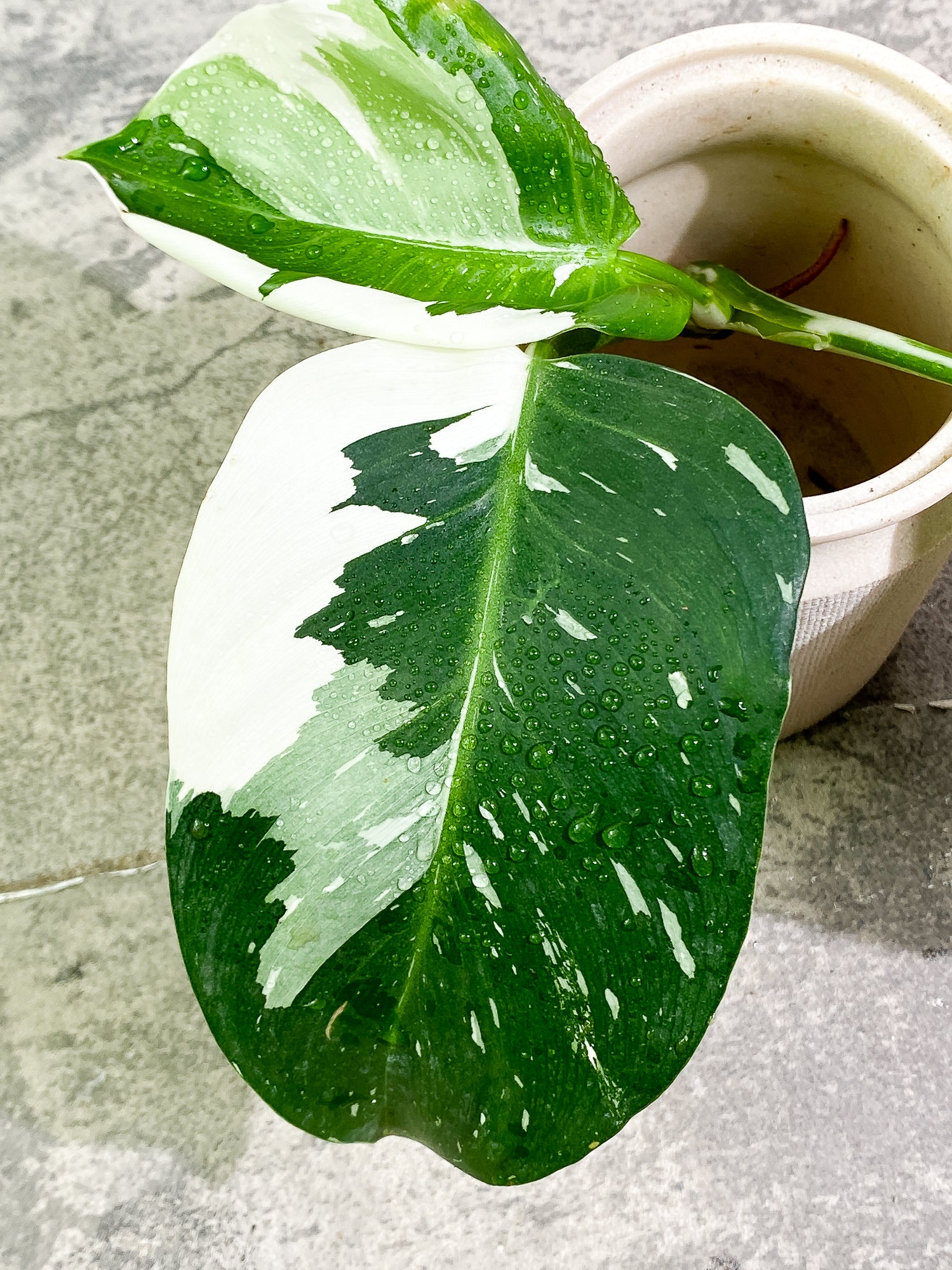 Philodendron White Wizard 3 leaves rooting Top Cutting Highly Variegated