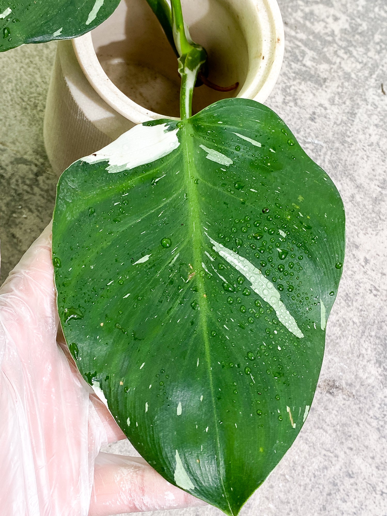 Philodendron White Wizard 3 leaves rooting Top Cutting Highly Variegated