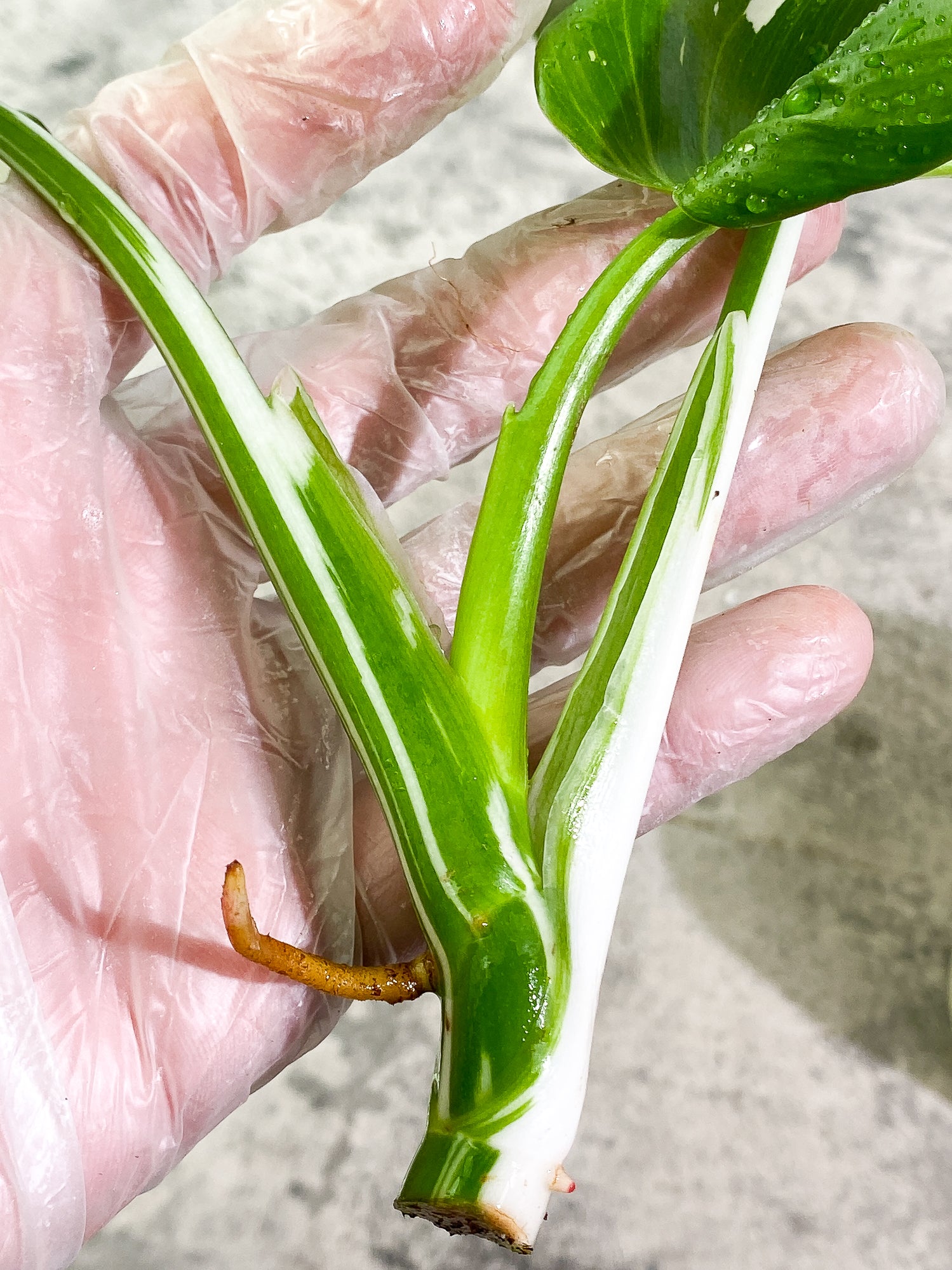 Philodendron White Wizard 3 leaves rooting Top Cutting Highly Variegated