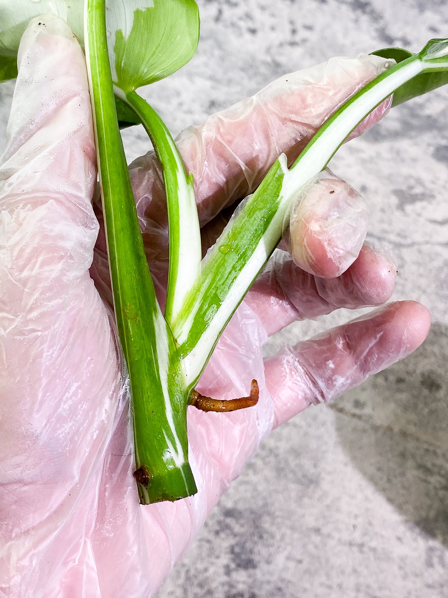 Philodendron White Wizard 3 leaves rooting Top Cutting Highly Variegated