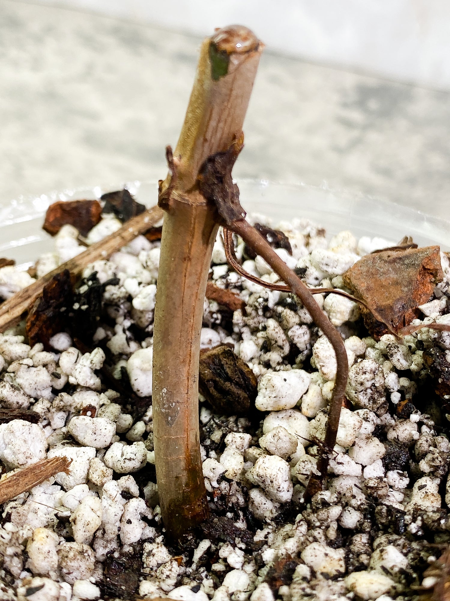 Free Addon for order over $200: Philodendron Gladhand rooted node