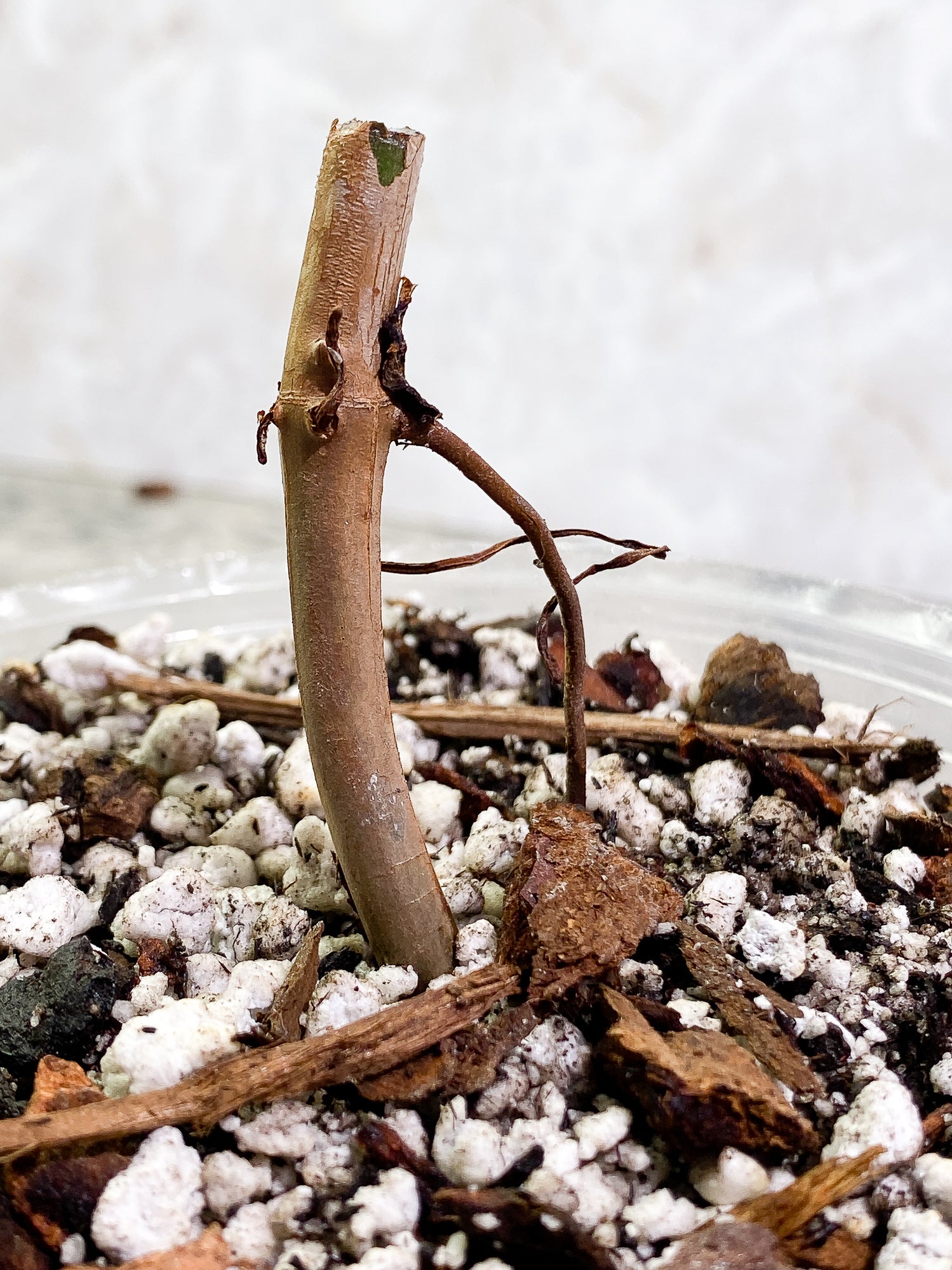 Free Addon for order over $200: Philodendron Gladhand rooted node