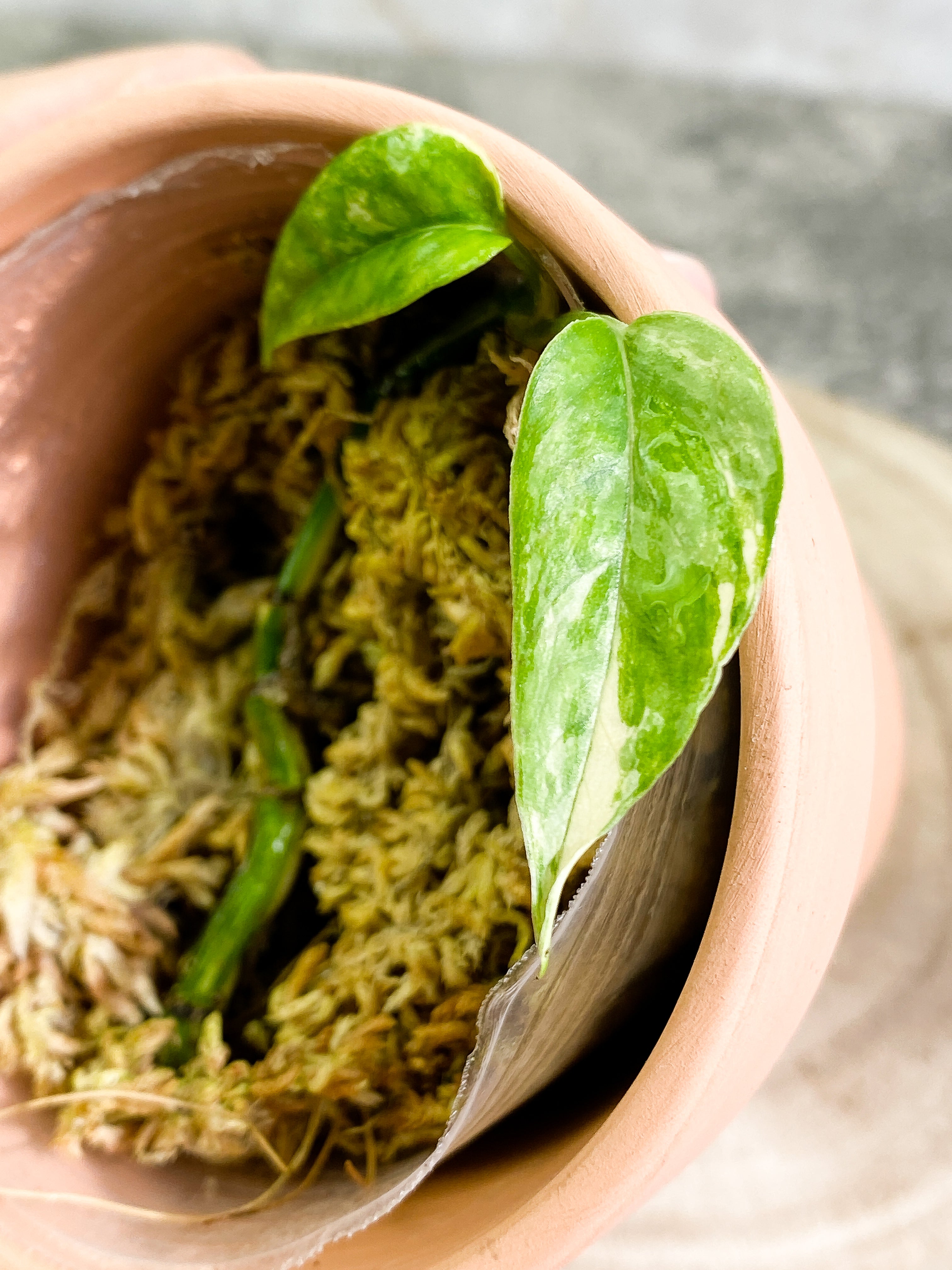 Epipremnum pinnatum variegated 2 leaves Rooted