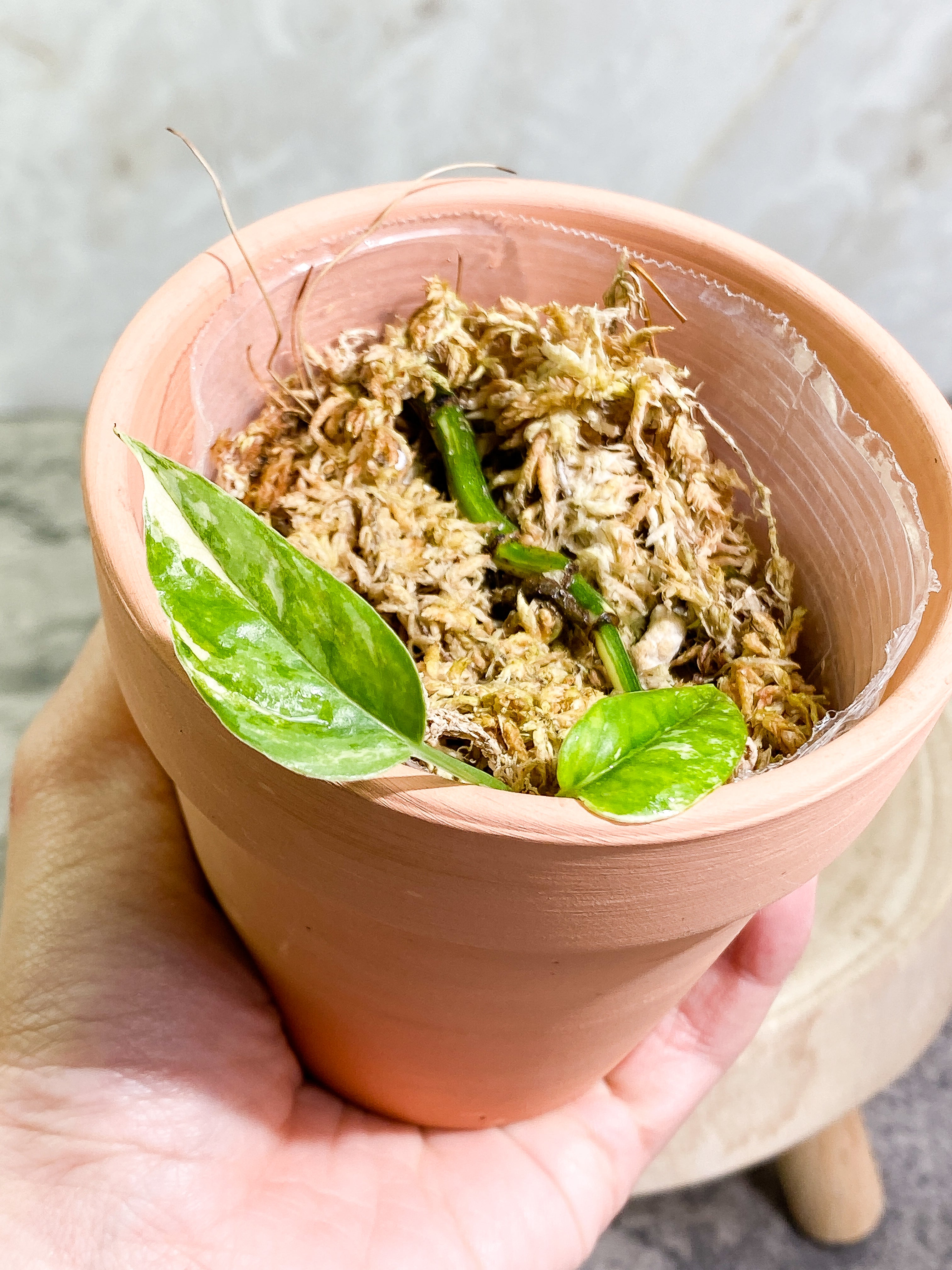 Epipremnum pinnatum variegated 2 leaves Rooted