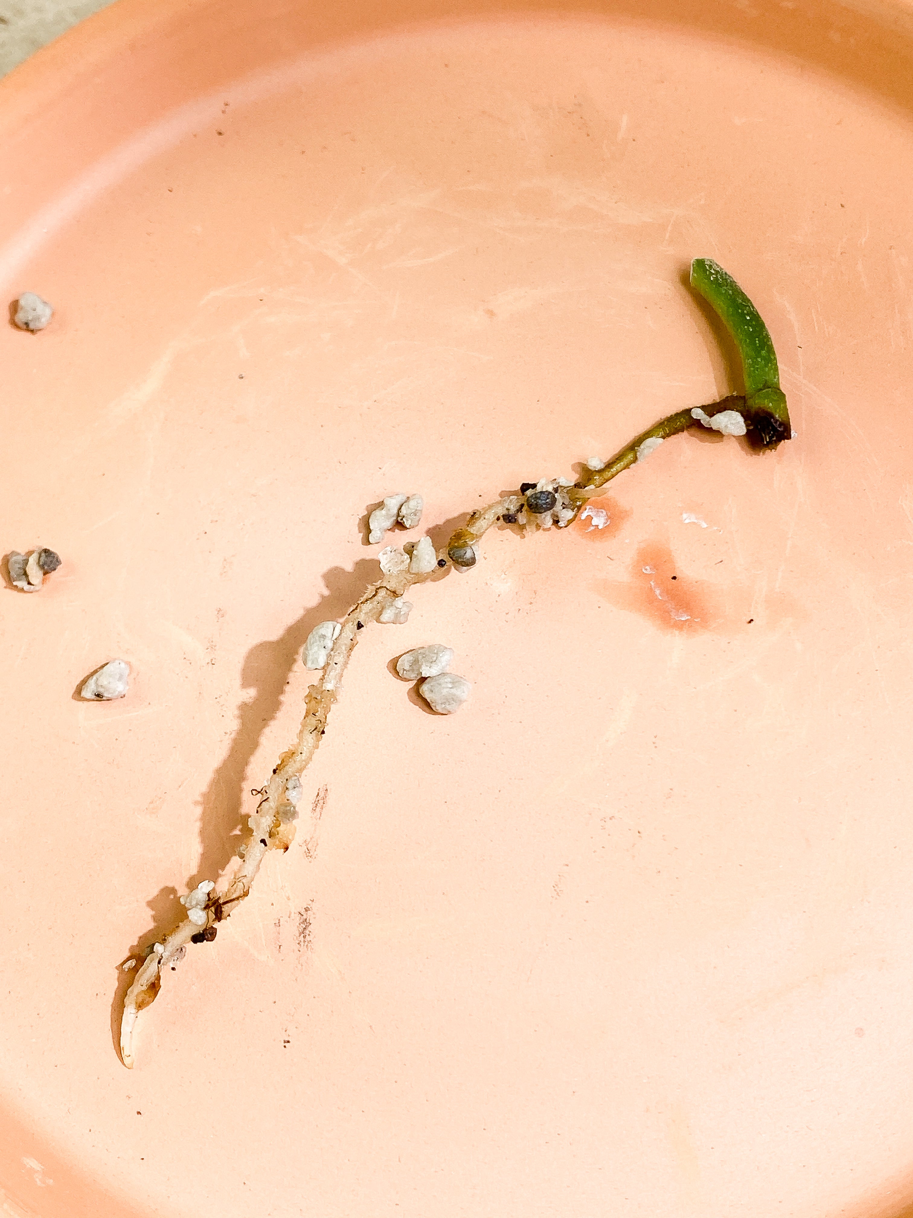 Grower Choice: Scindapsus tricolor Rooting node