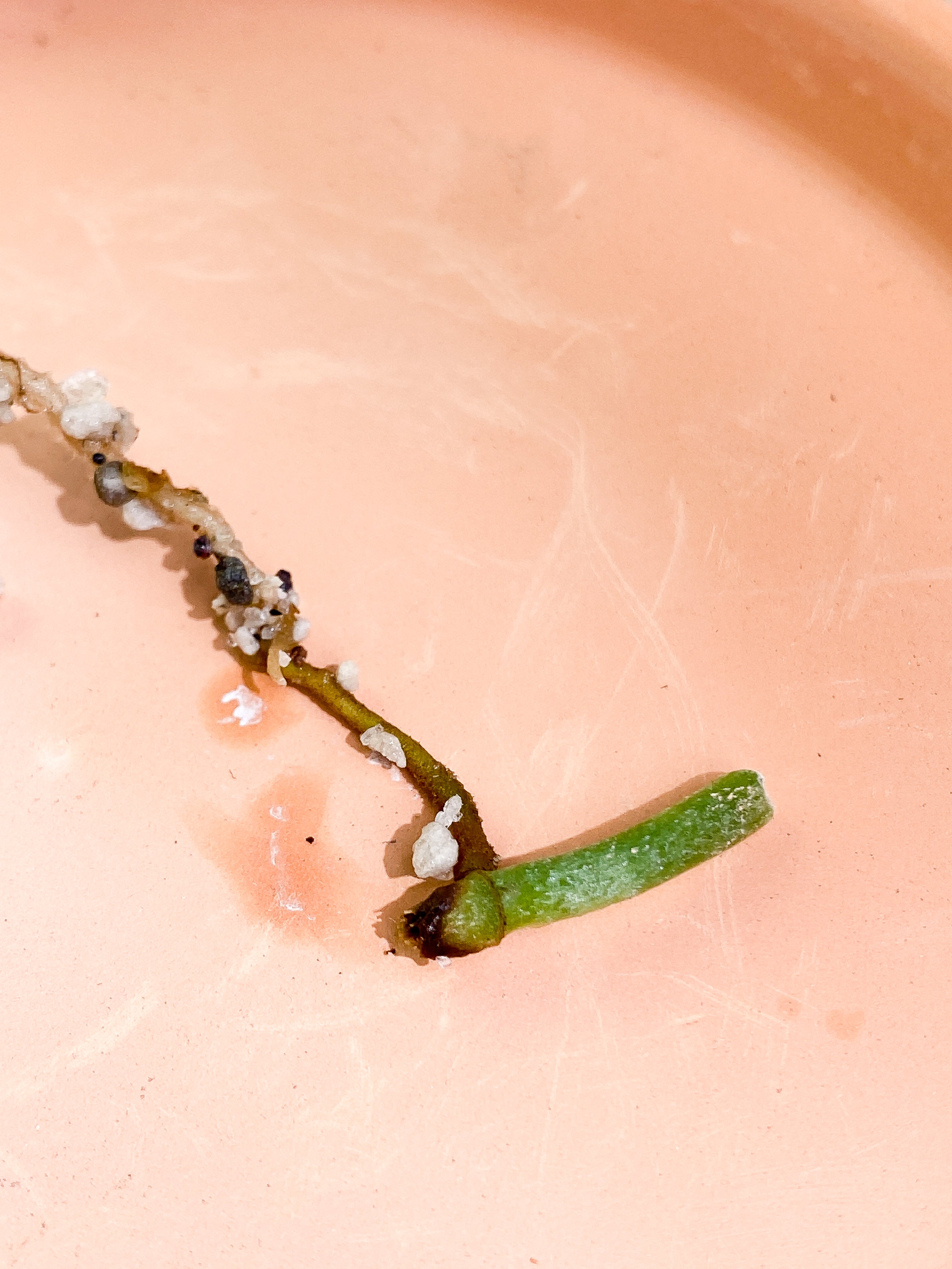 Grower Choice: Scindapsus tricolor Rooting node