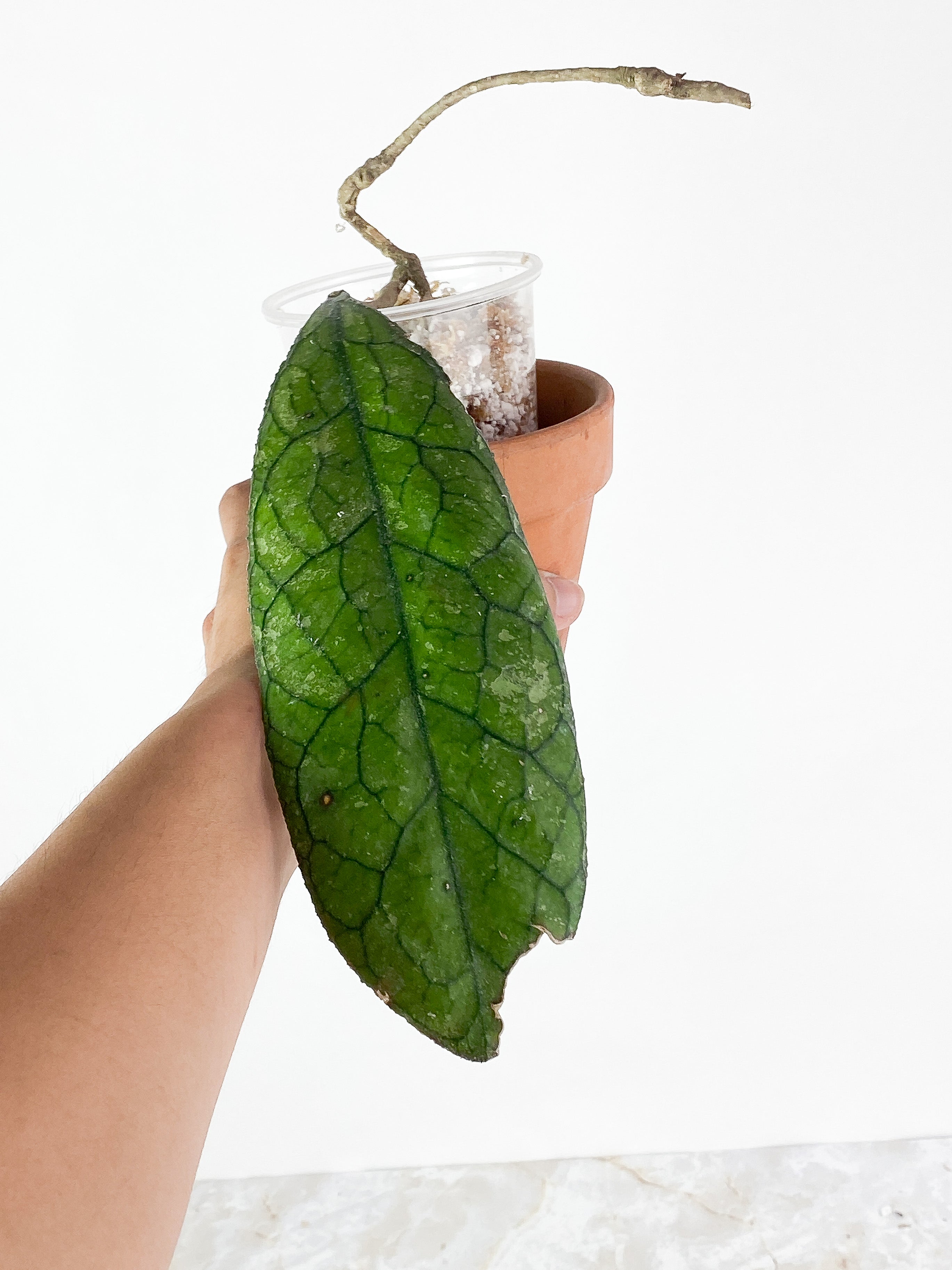 Hoya Clemensiorum Slightly Rooted1 giant leaf 10" long