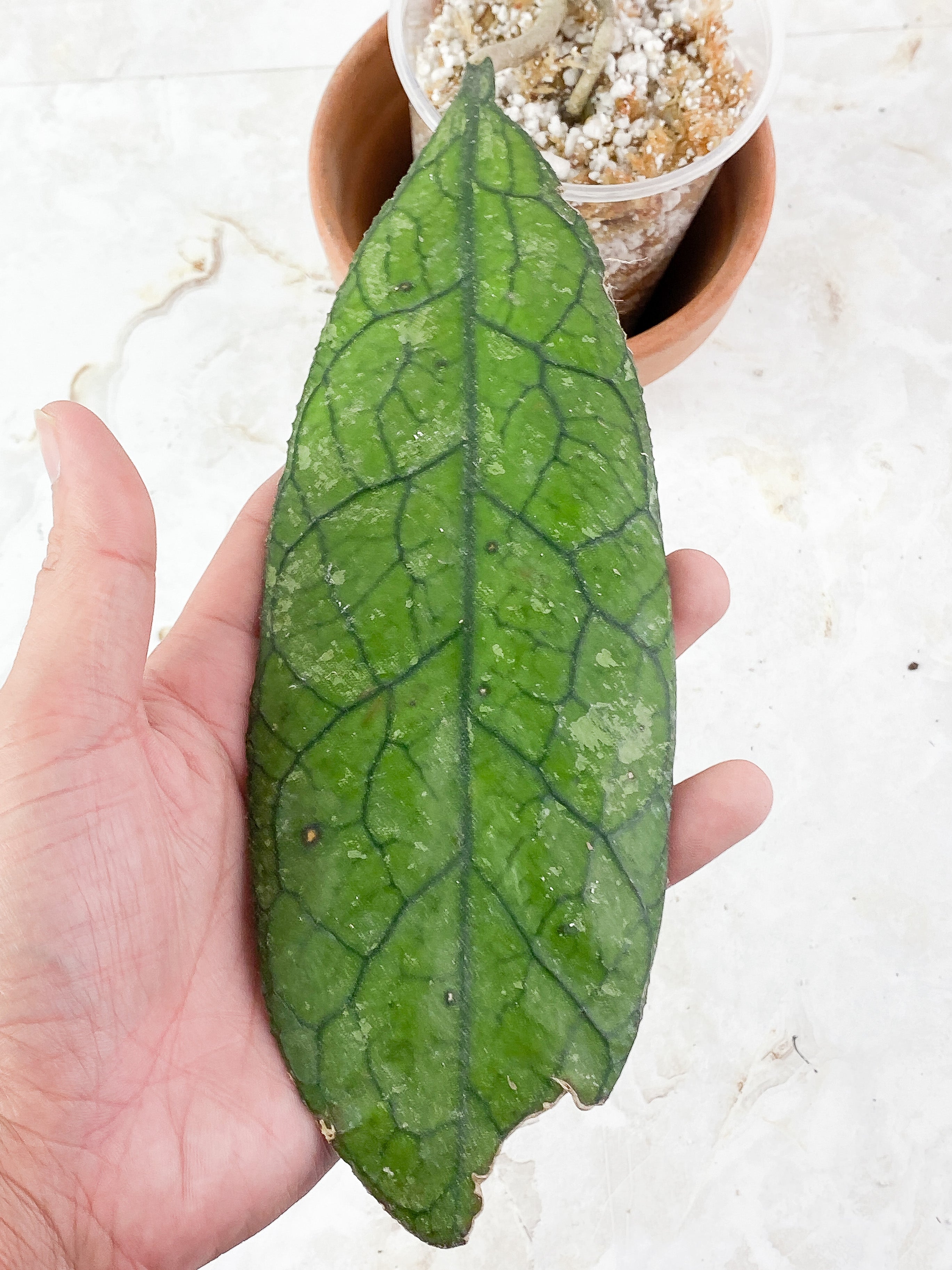 Hoya Clemensiorum Slightly Rooted1 giant leaf 10" long